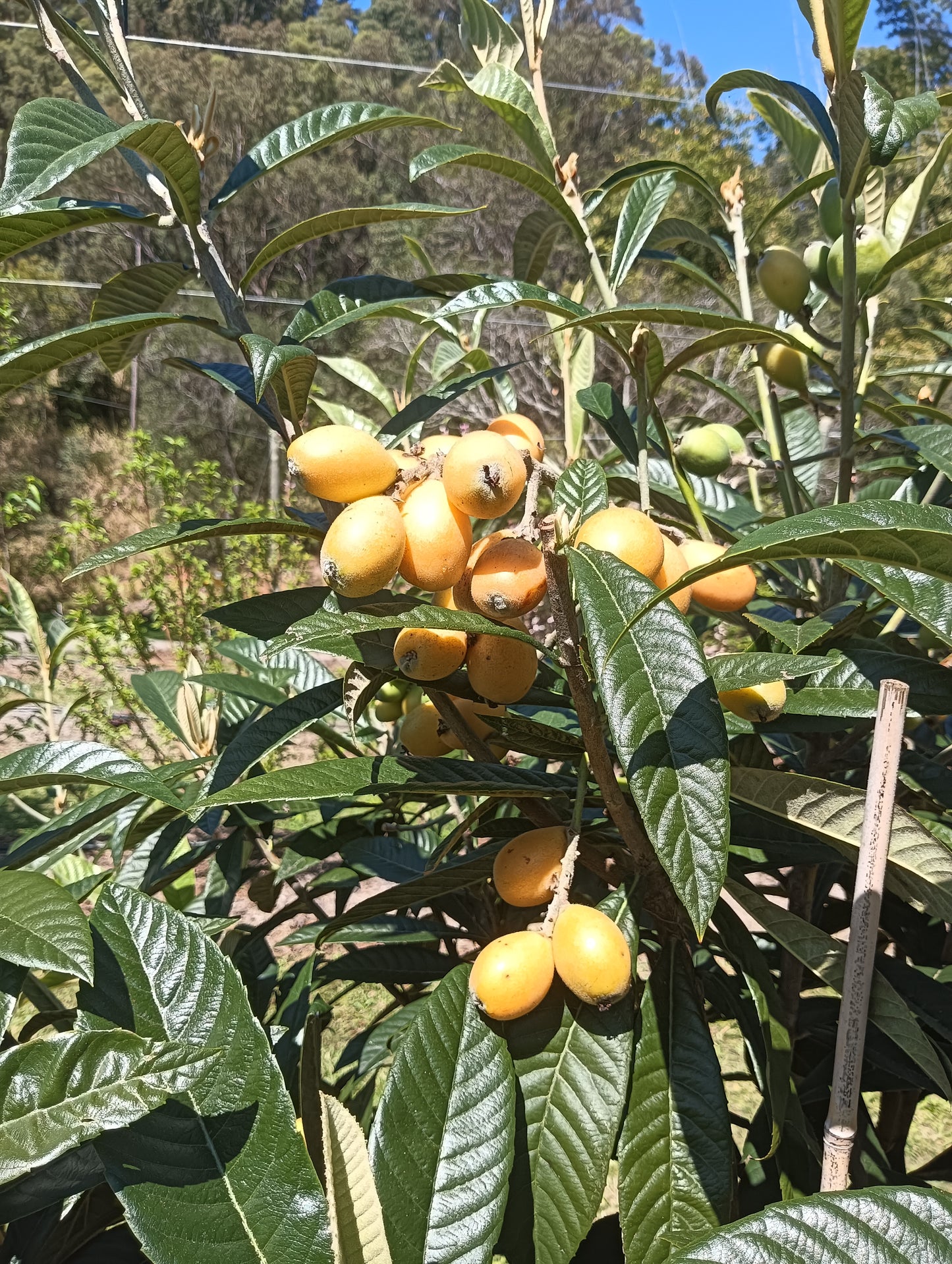 Loquat Seedling