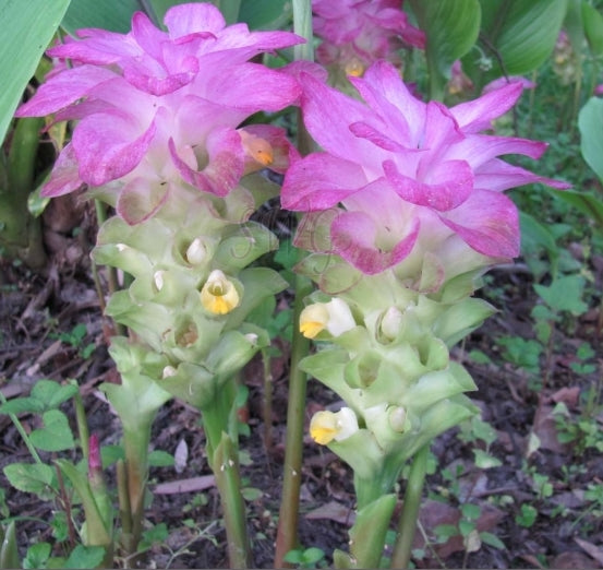 Cape York Tumeric Plant
