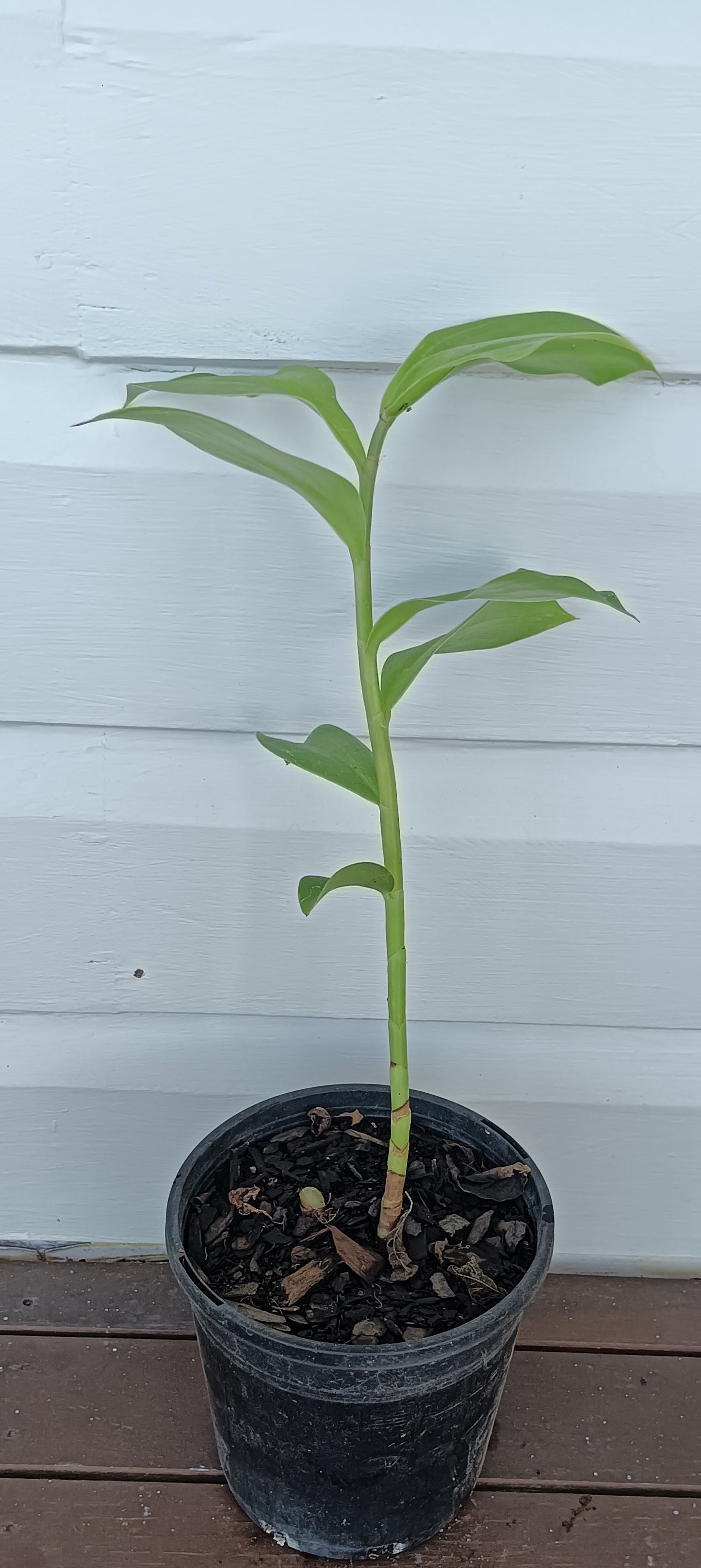 Costus spiralis ( Pink Indian Head)