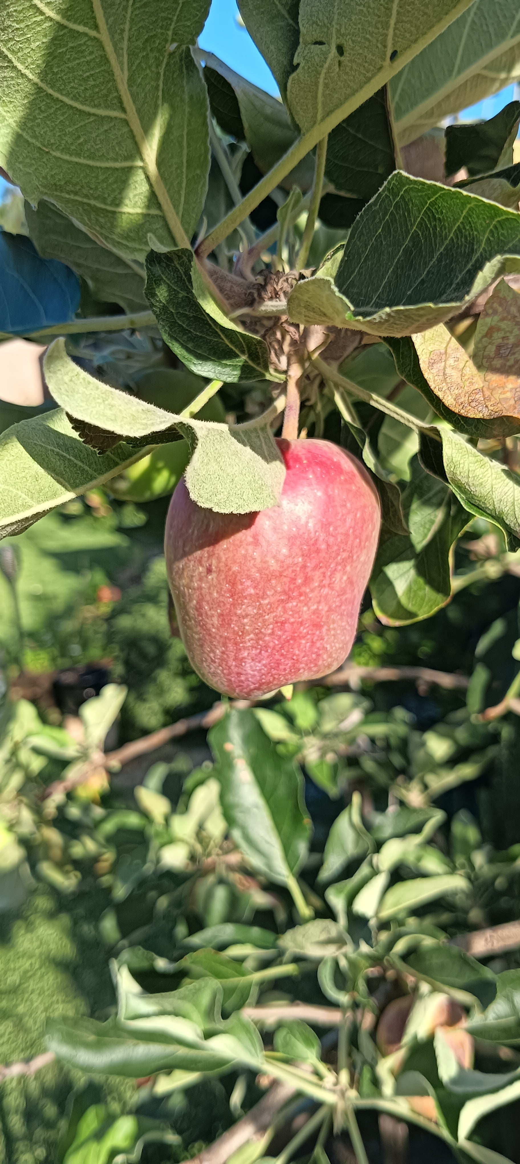 anna-apple-tree-dwarf-grafted-low-chill-variety-grow-thyme-nursery