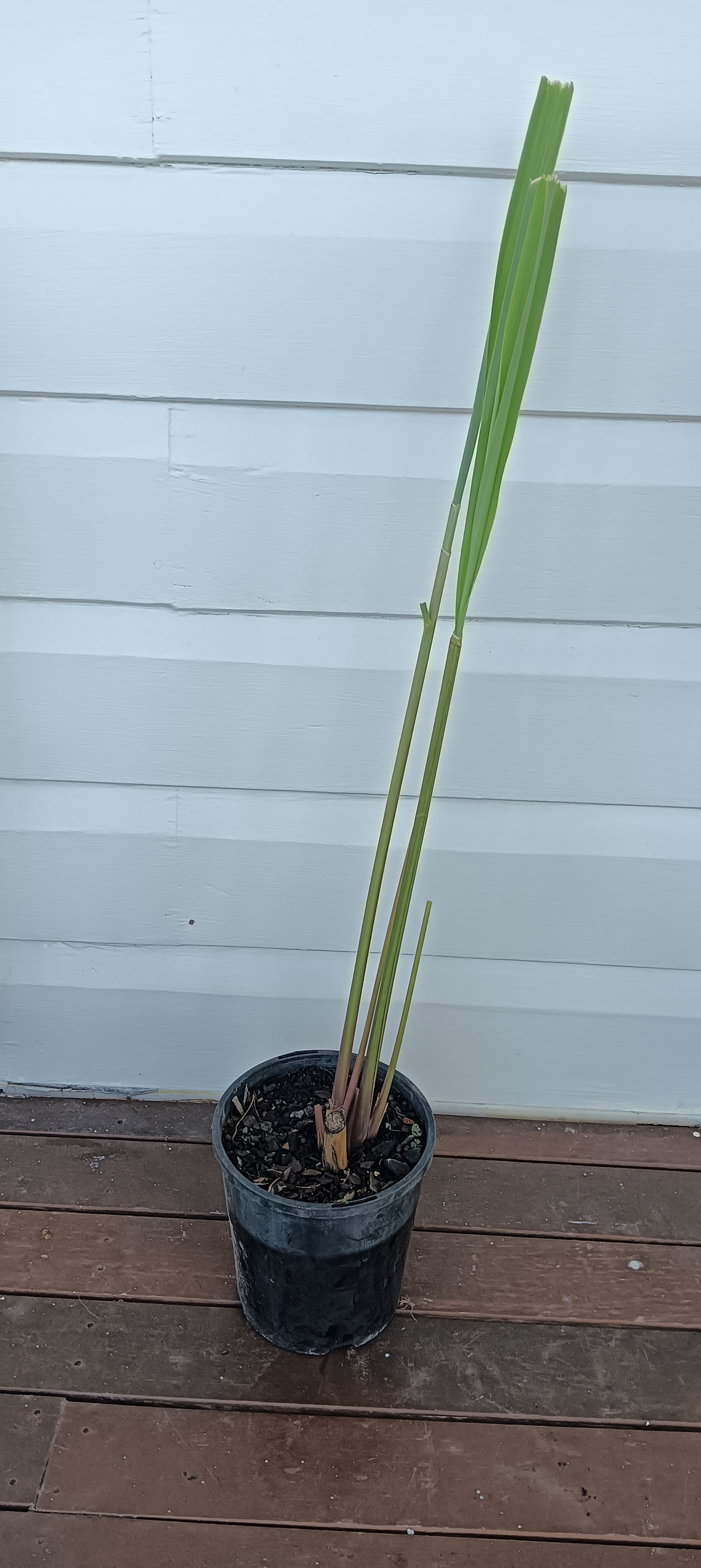 Lemon Grass-West Indian