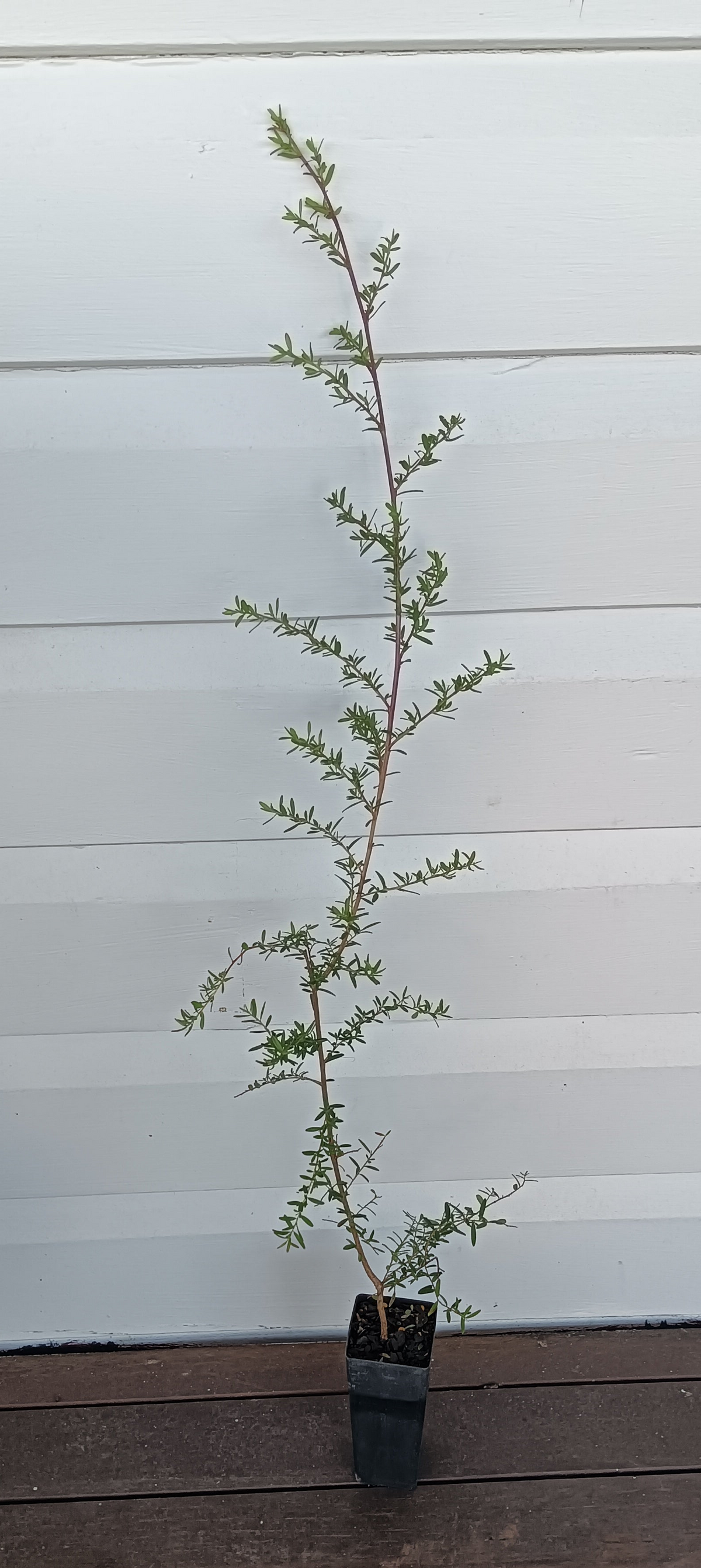 Jelly Bush "Leptospermum polygafolium"