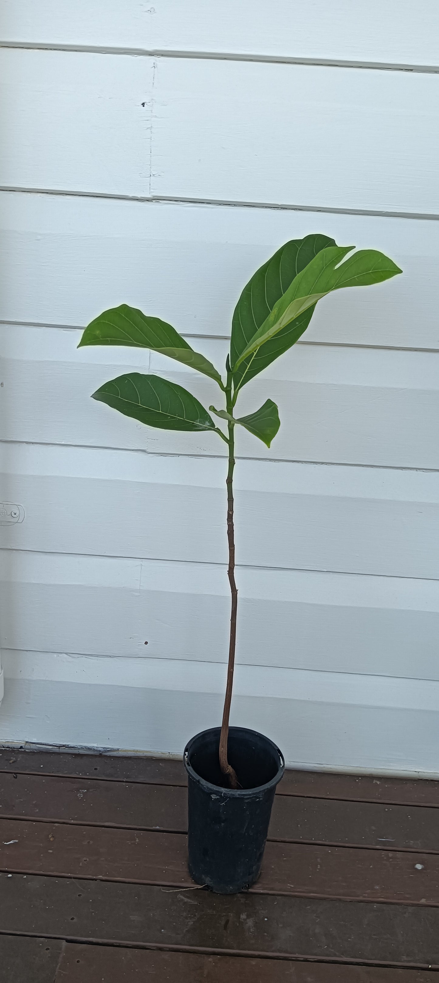 Jackfruit Seedling Plant