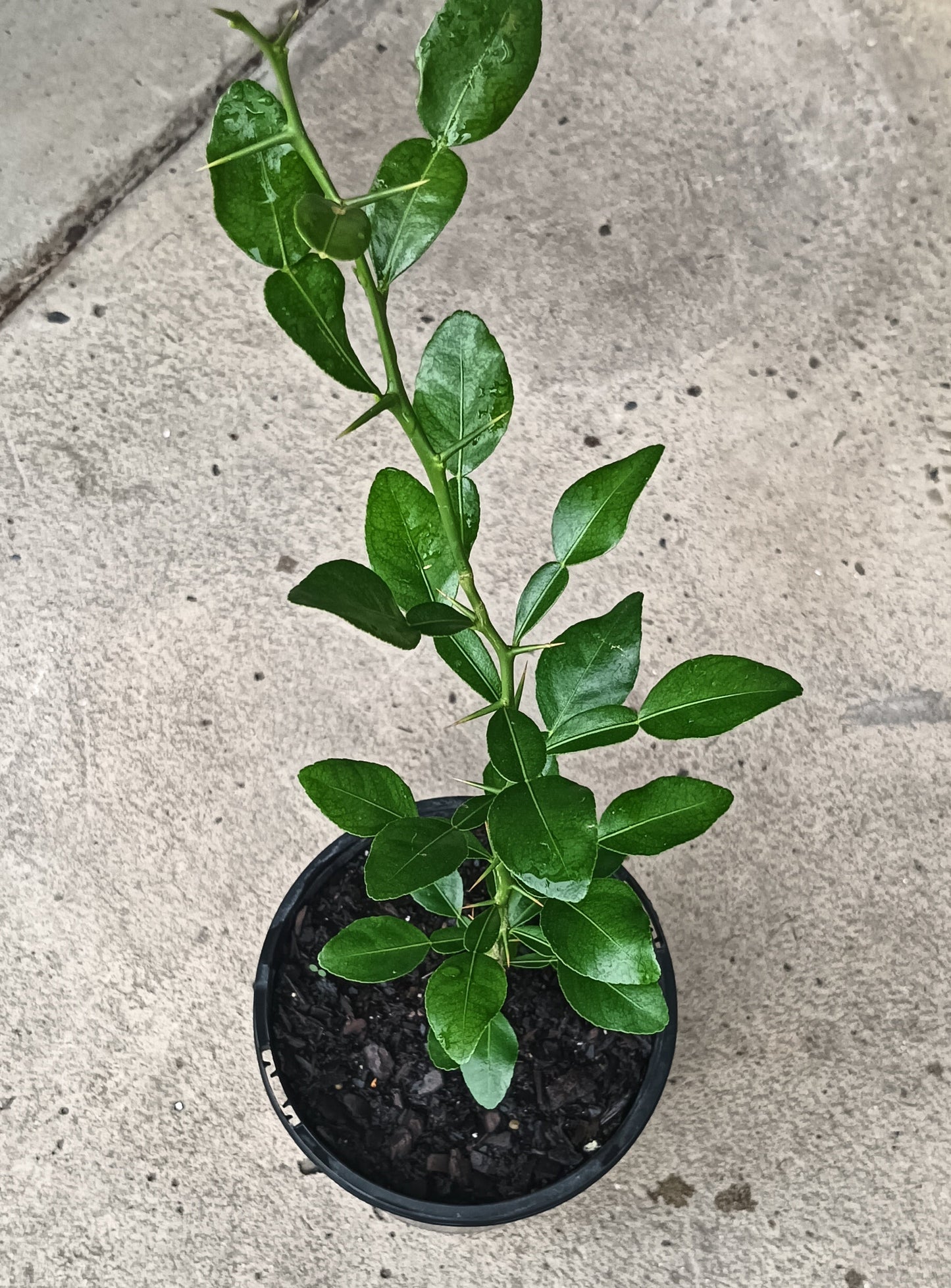 Kaffir Lime Plant
