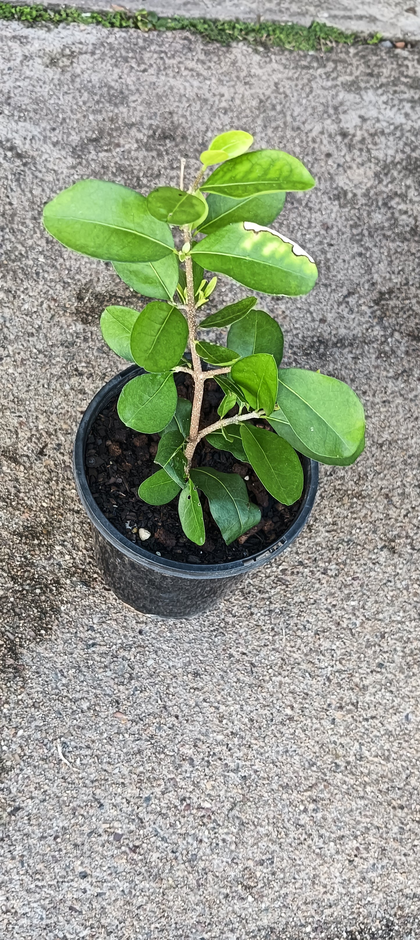 Acerola Cherry
