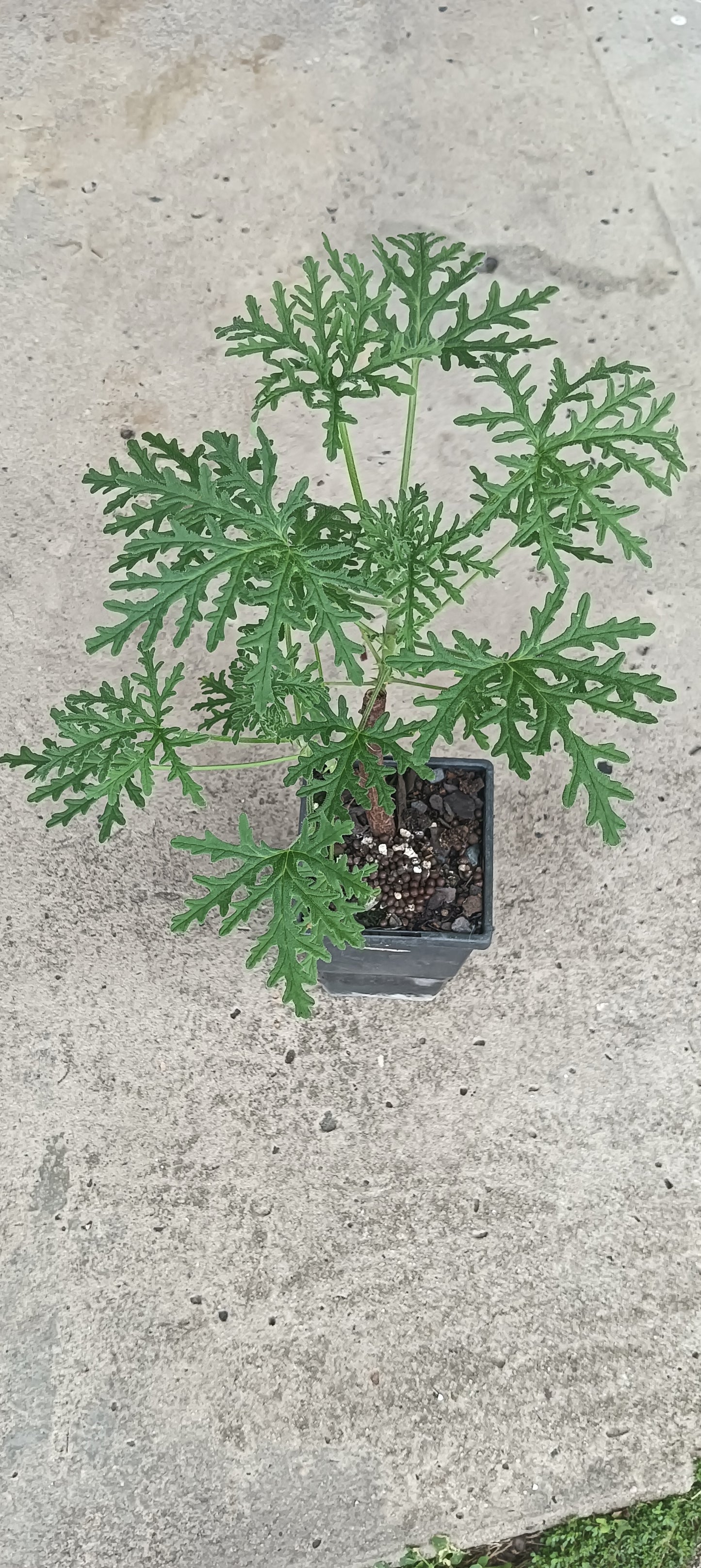 Rose Scented Geranium - Pelargonium graveolens