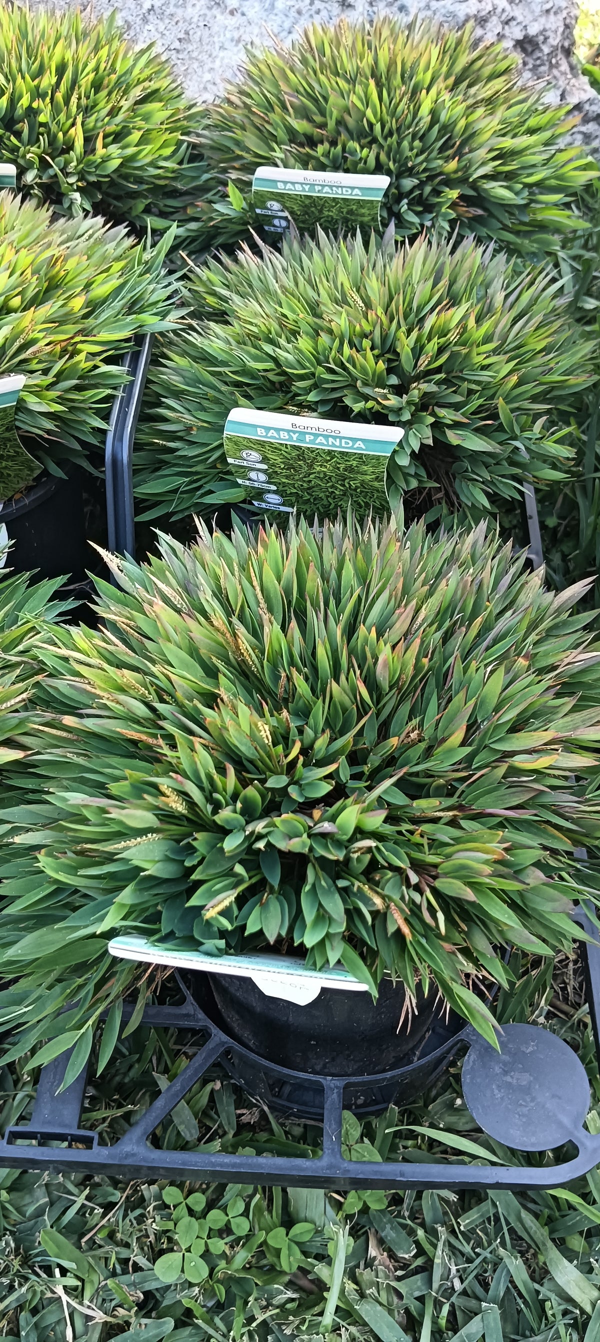 Bamboo "Baby Panda"