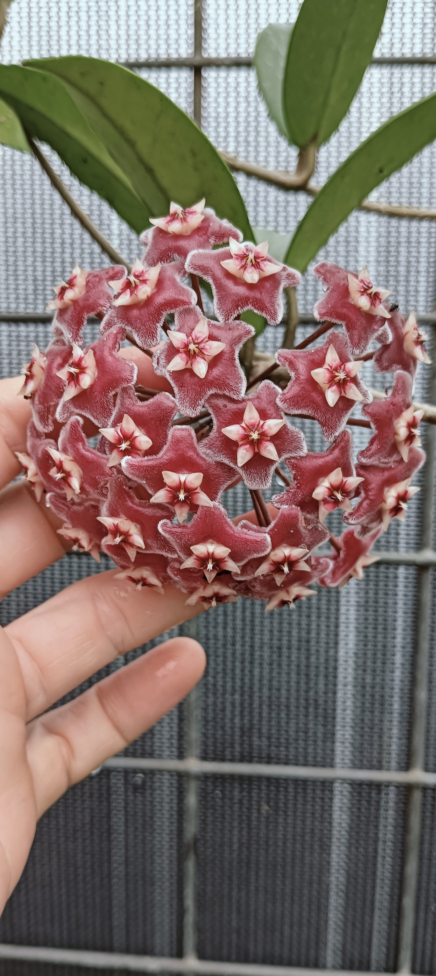 Hoya Plant - Royal Hawaiian