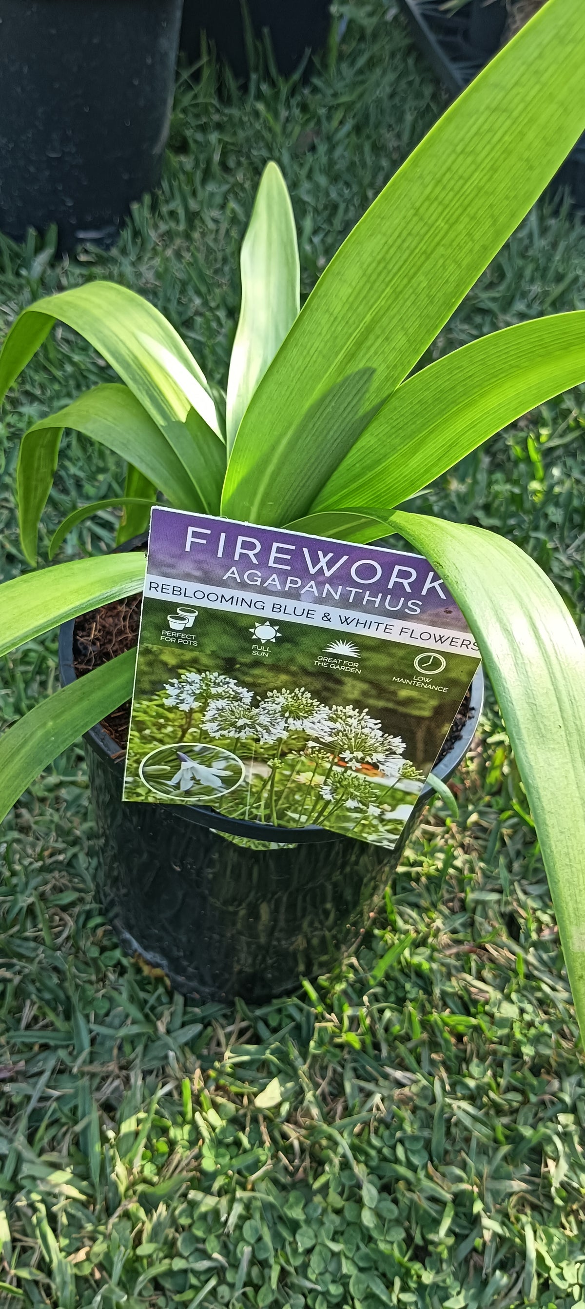 Agapanthus Fireworks