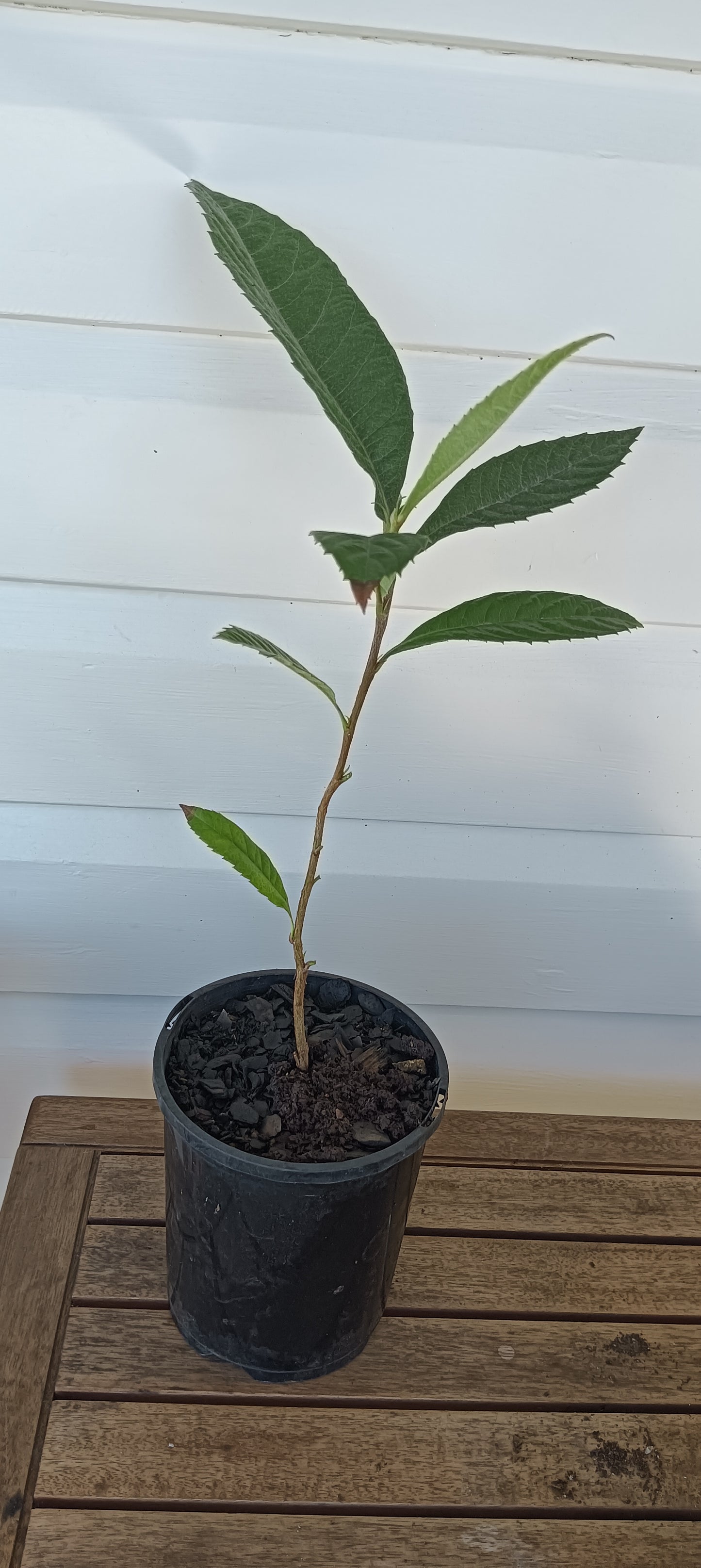Loquat Seedling