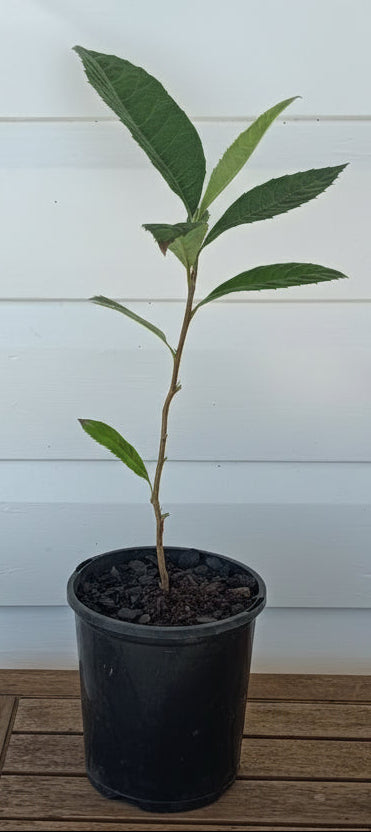 Loquat Seedling