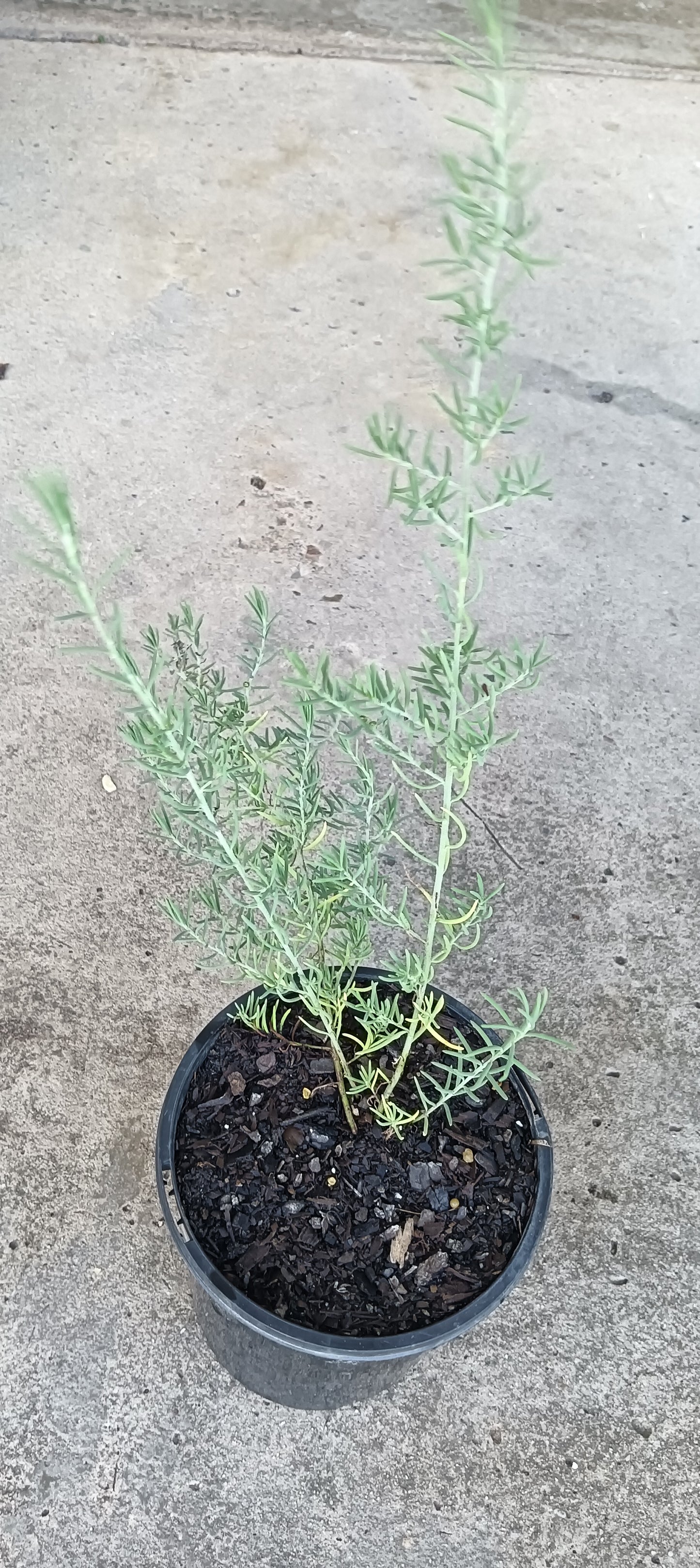 Ruby Saltbush