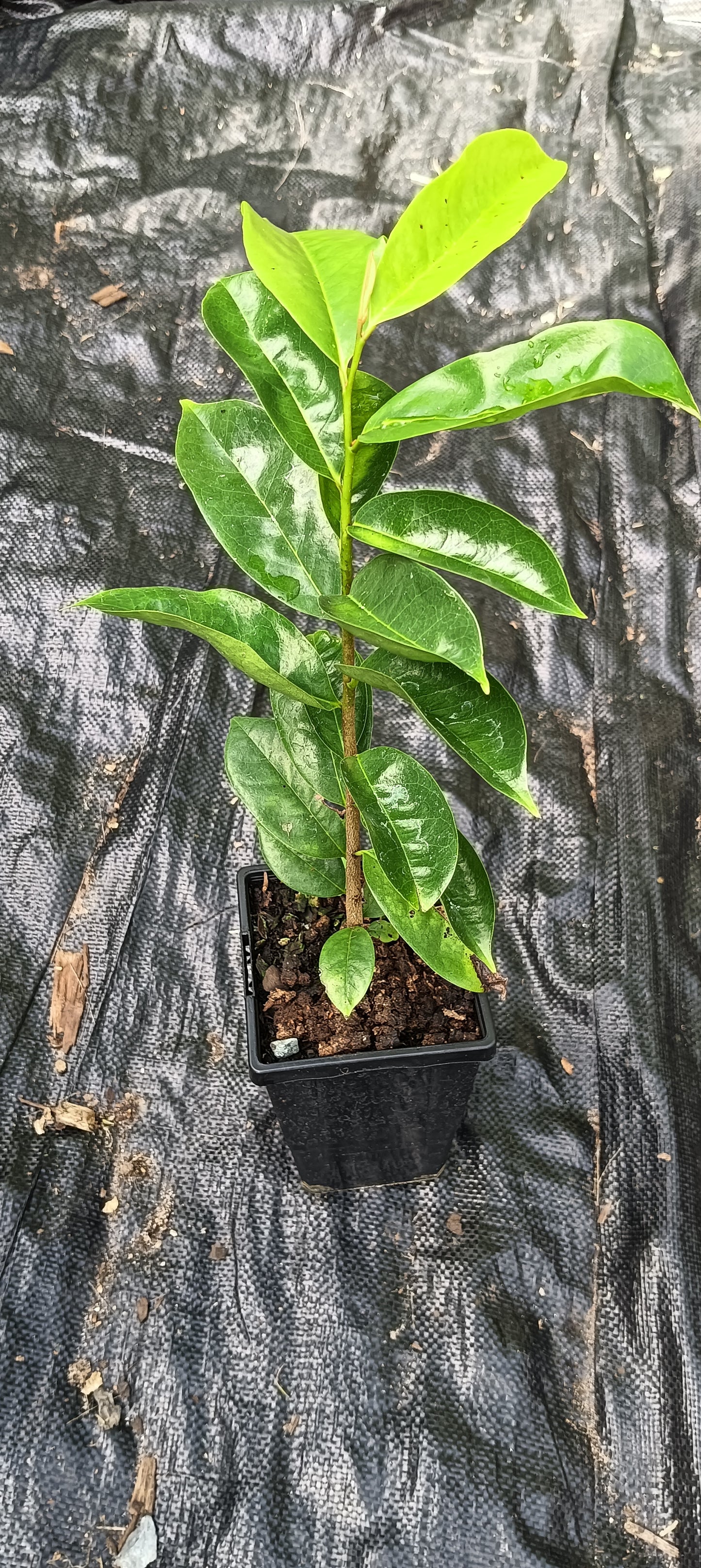 Soursop Plant