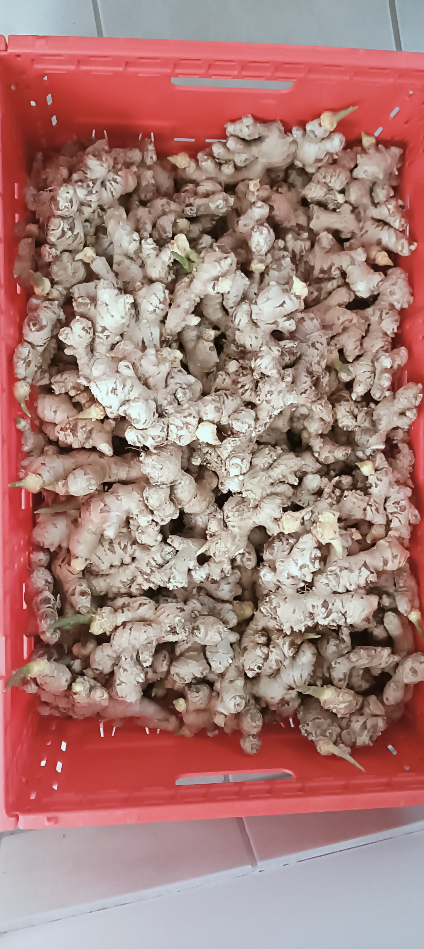 Ginger " Zingiber officinale"