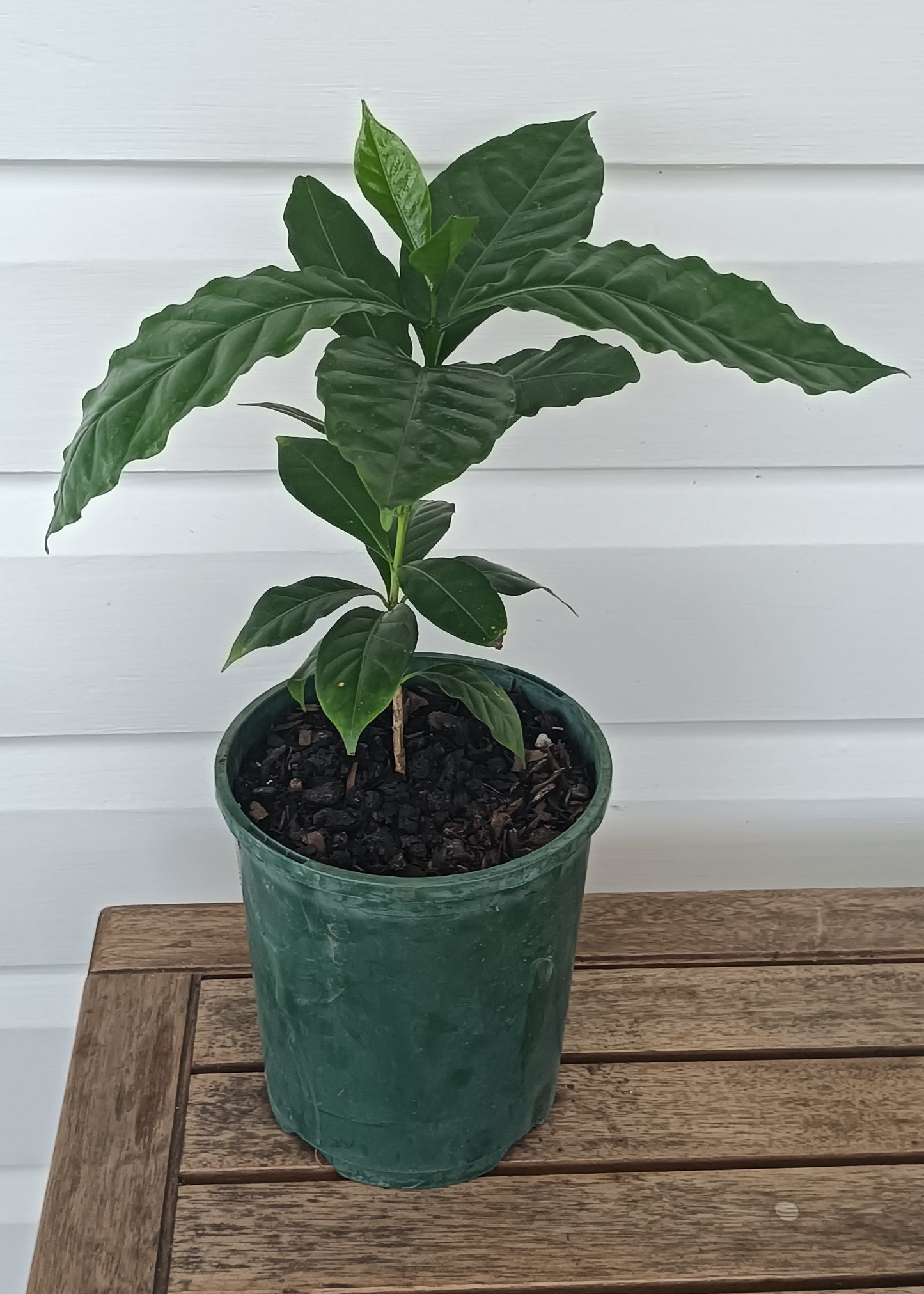 Coffee "Arabica Yellow"