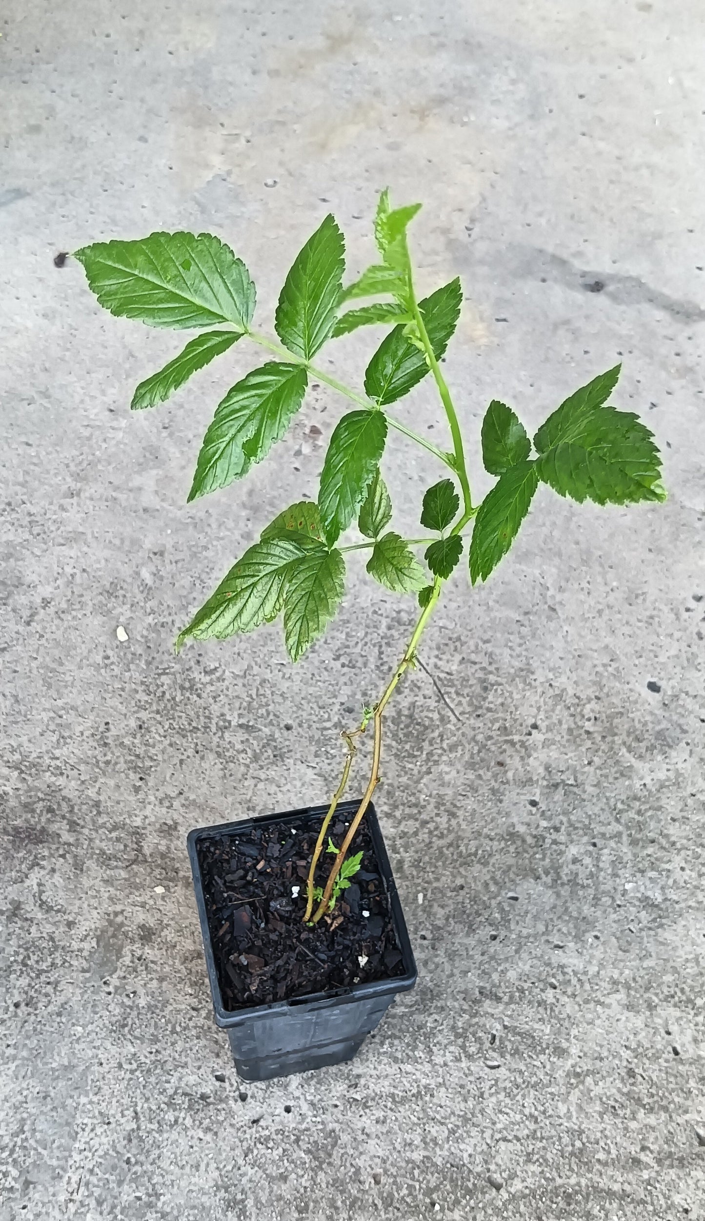 Atherton Raspberry - Rubus parvifolius