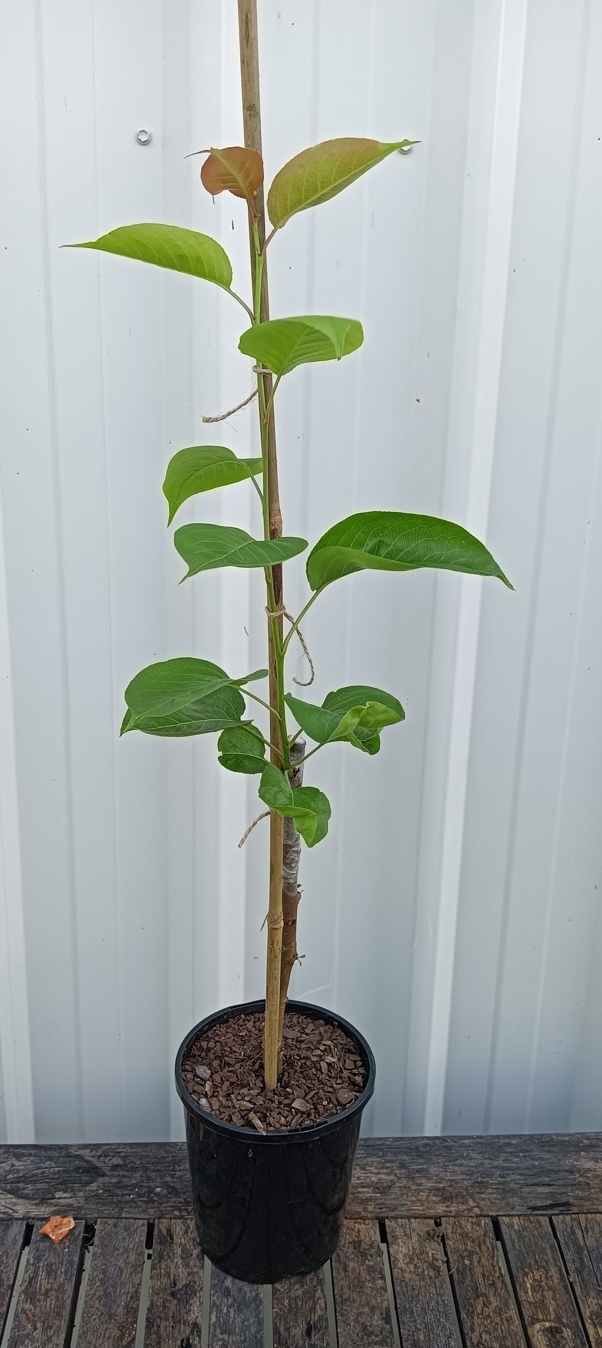 Nashi Pear Sunshu