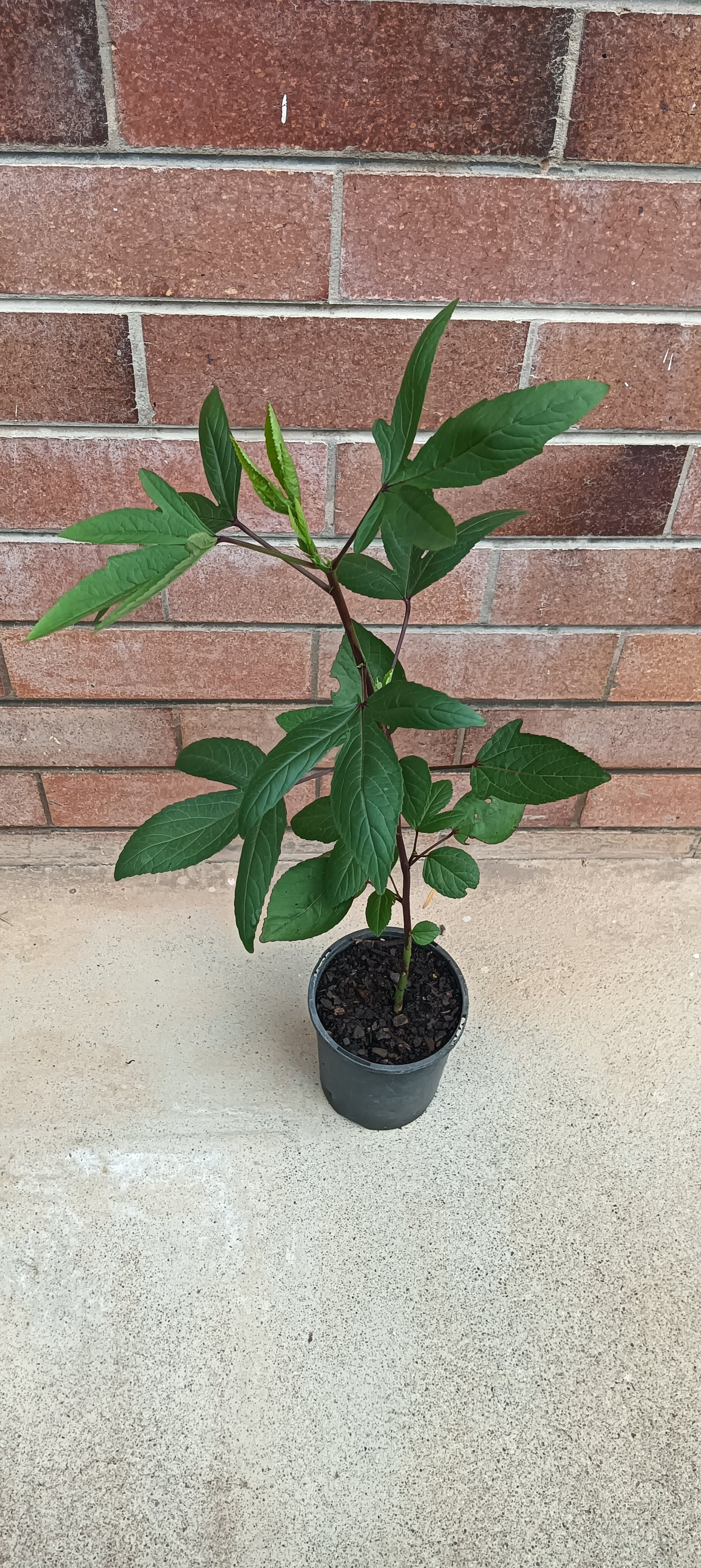 Rosella Plant