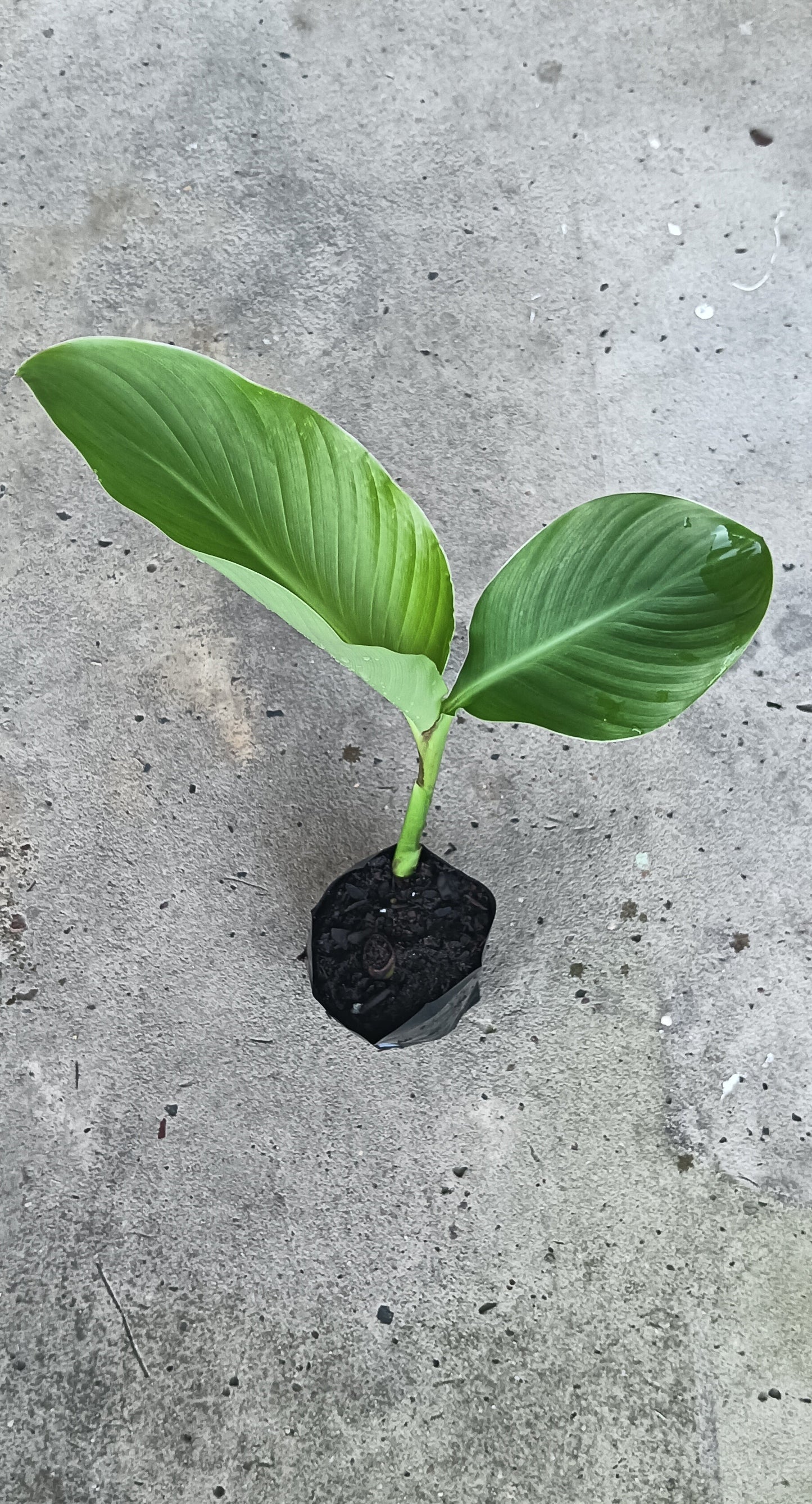 Arrowroot "Canna Edulis"