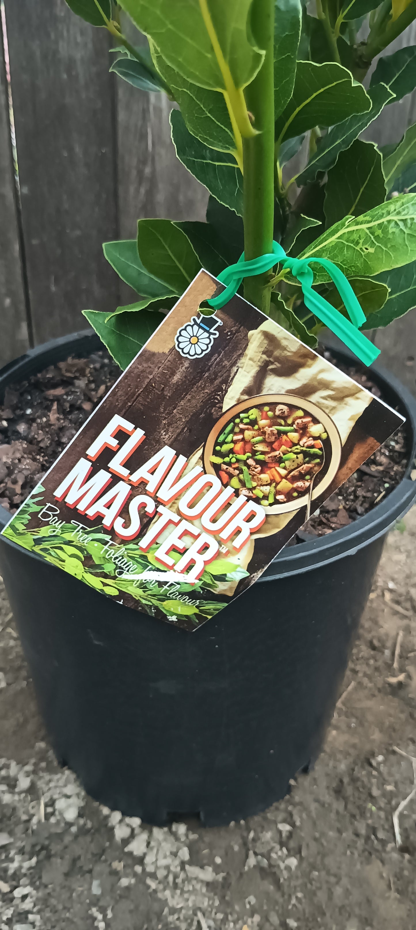 Bay Tree " Flavour Master"