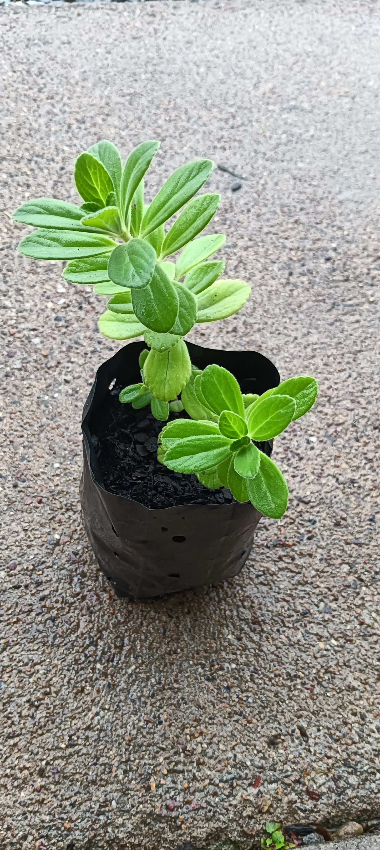 Dogbane Plant