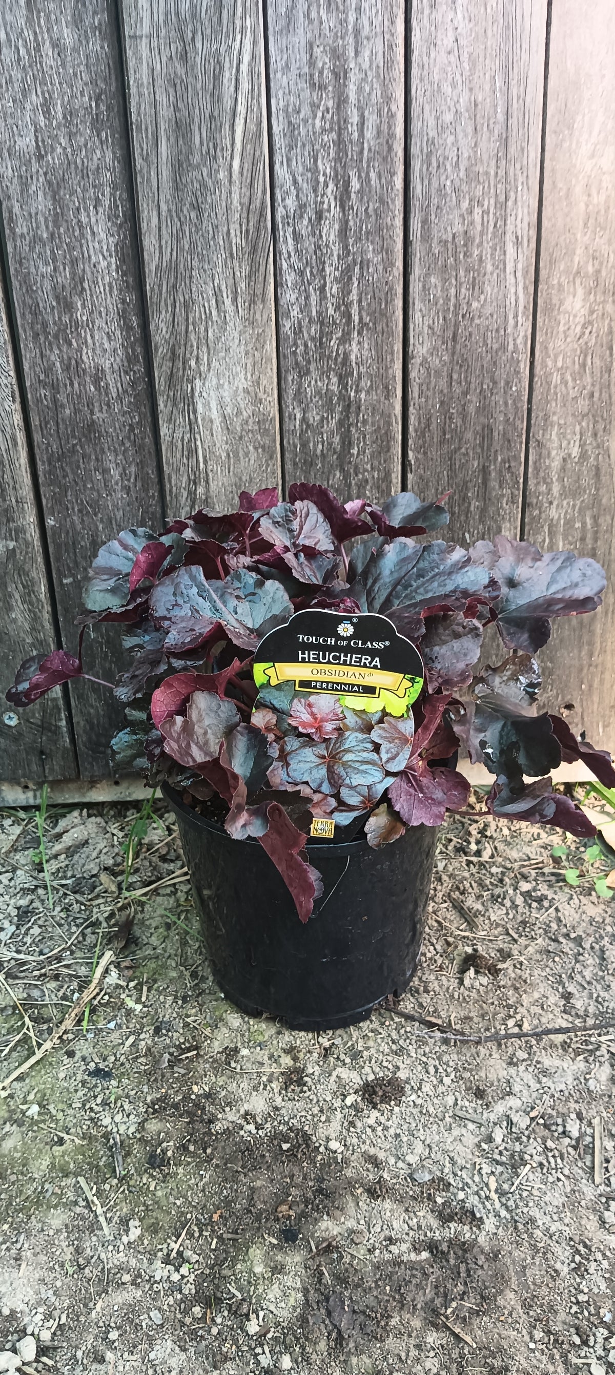Heuchera "Obsidan"