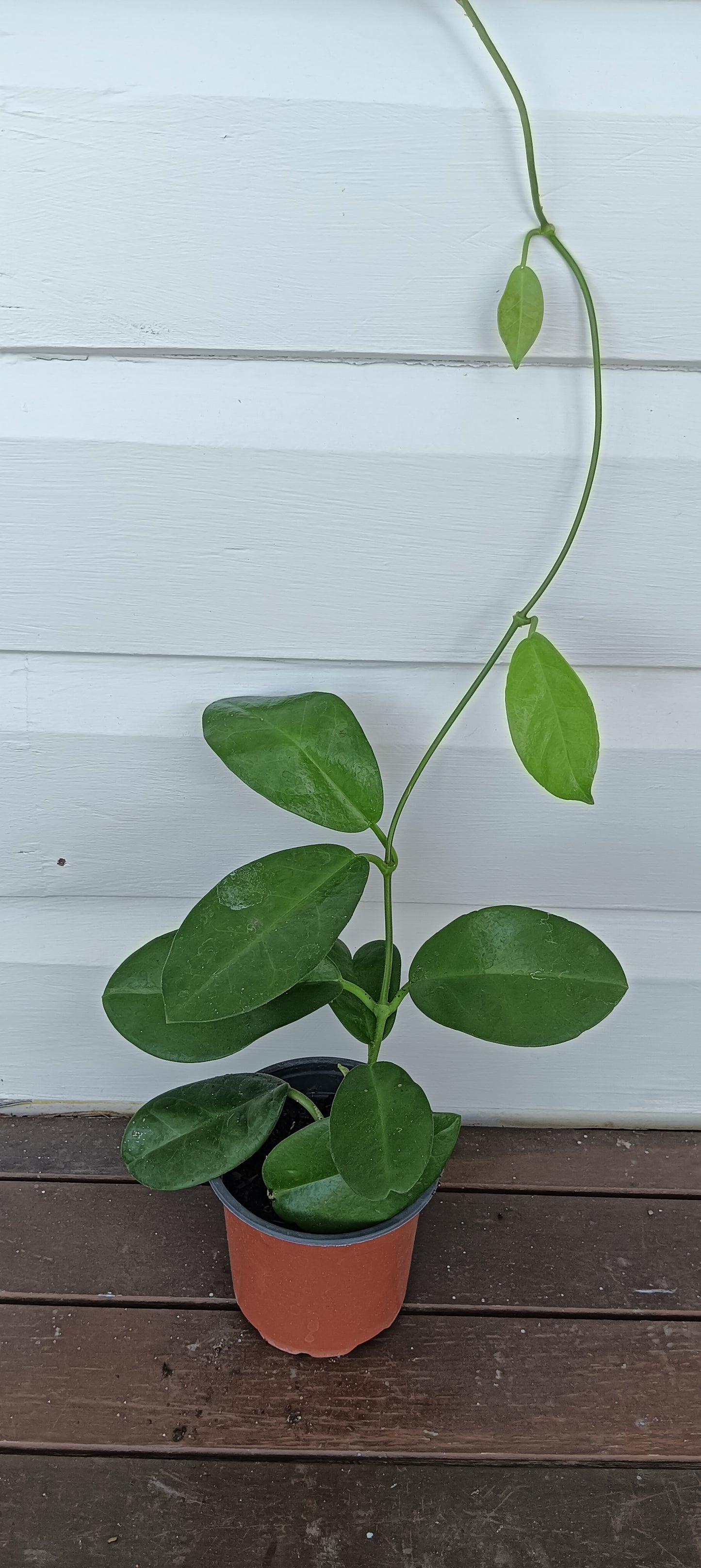 Hoya - White Carnosa