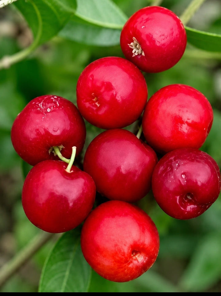 Acerola Cherry