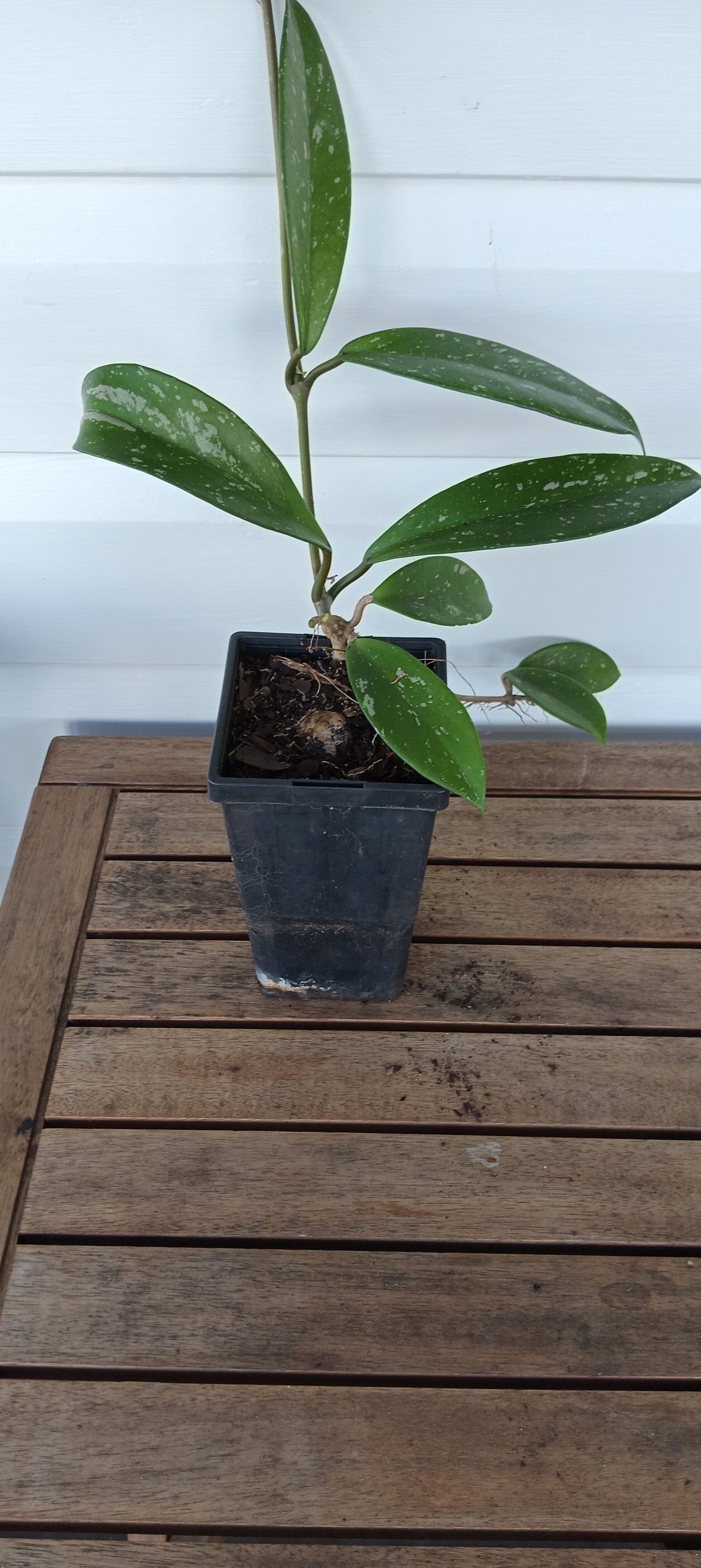 Hoya Plant - Royal Hawaiian