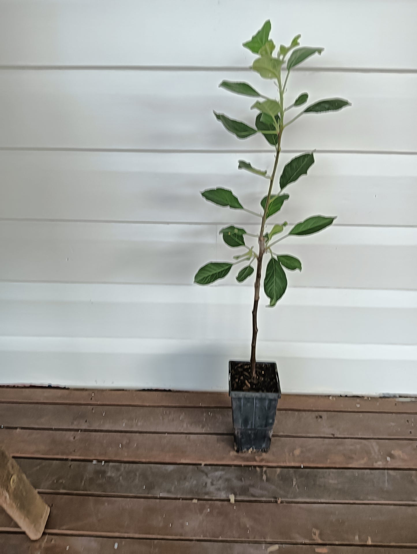 Apple Dwarf Golden Dorsett