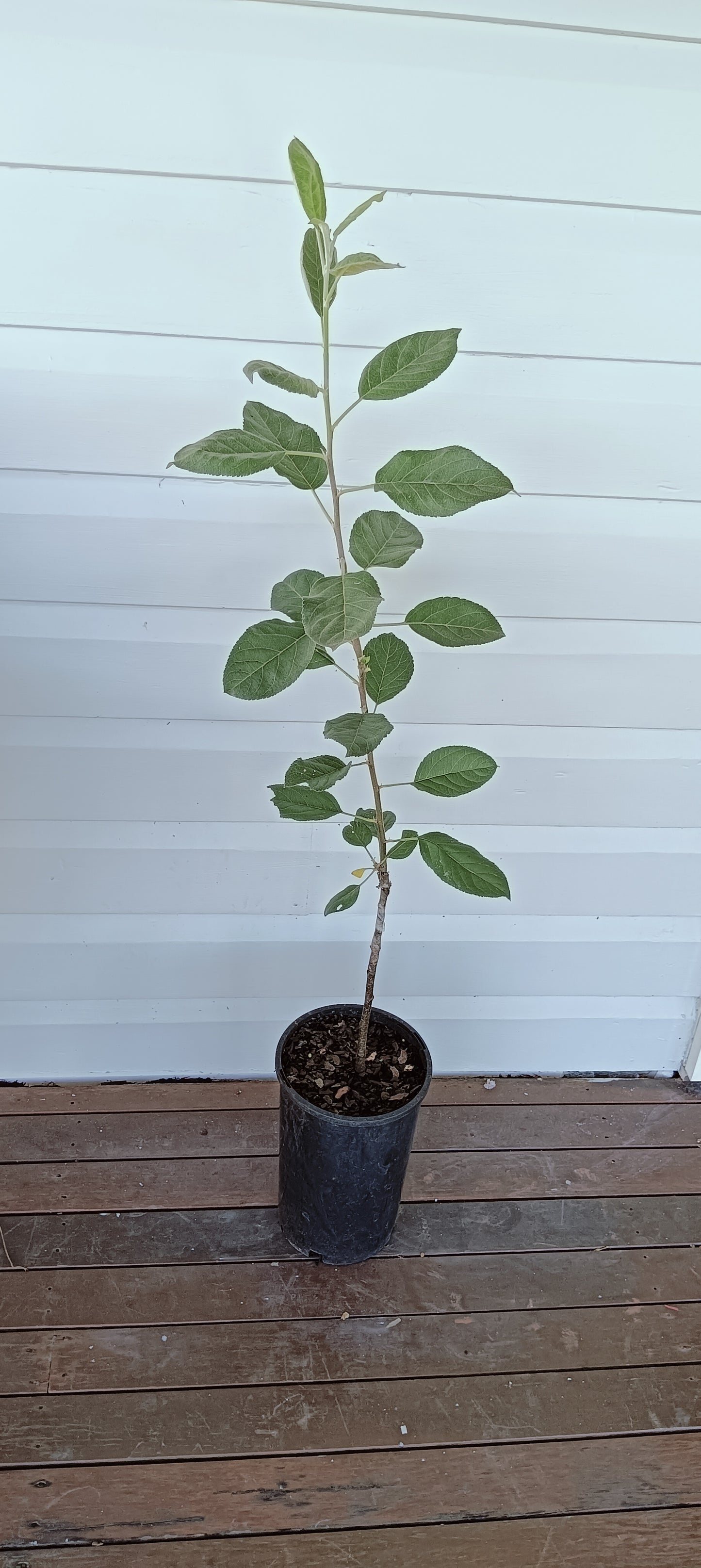 Apple Anna Dwarf Plant