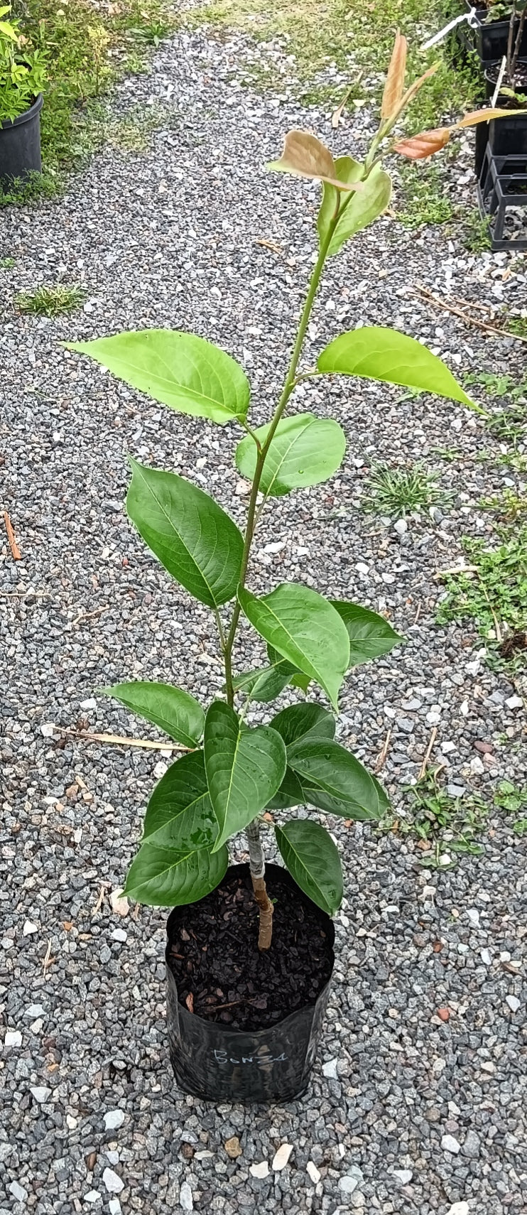 Pear Dwarf Bonza