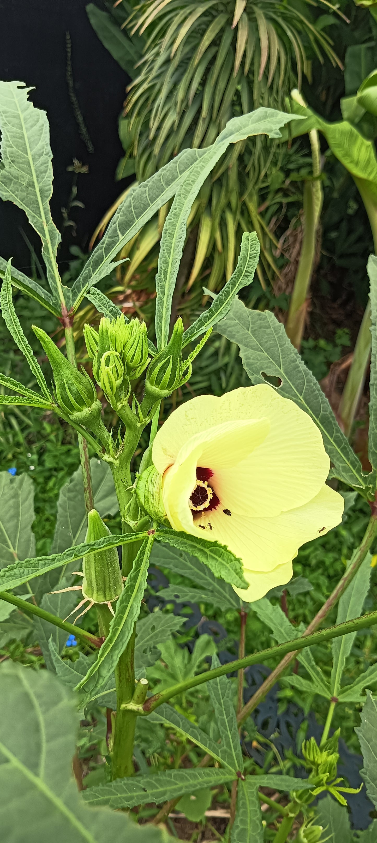 Okra Spineless Seeds