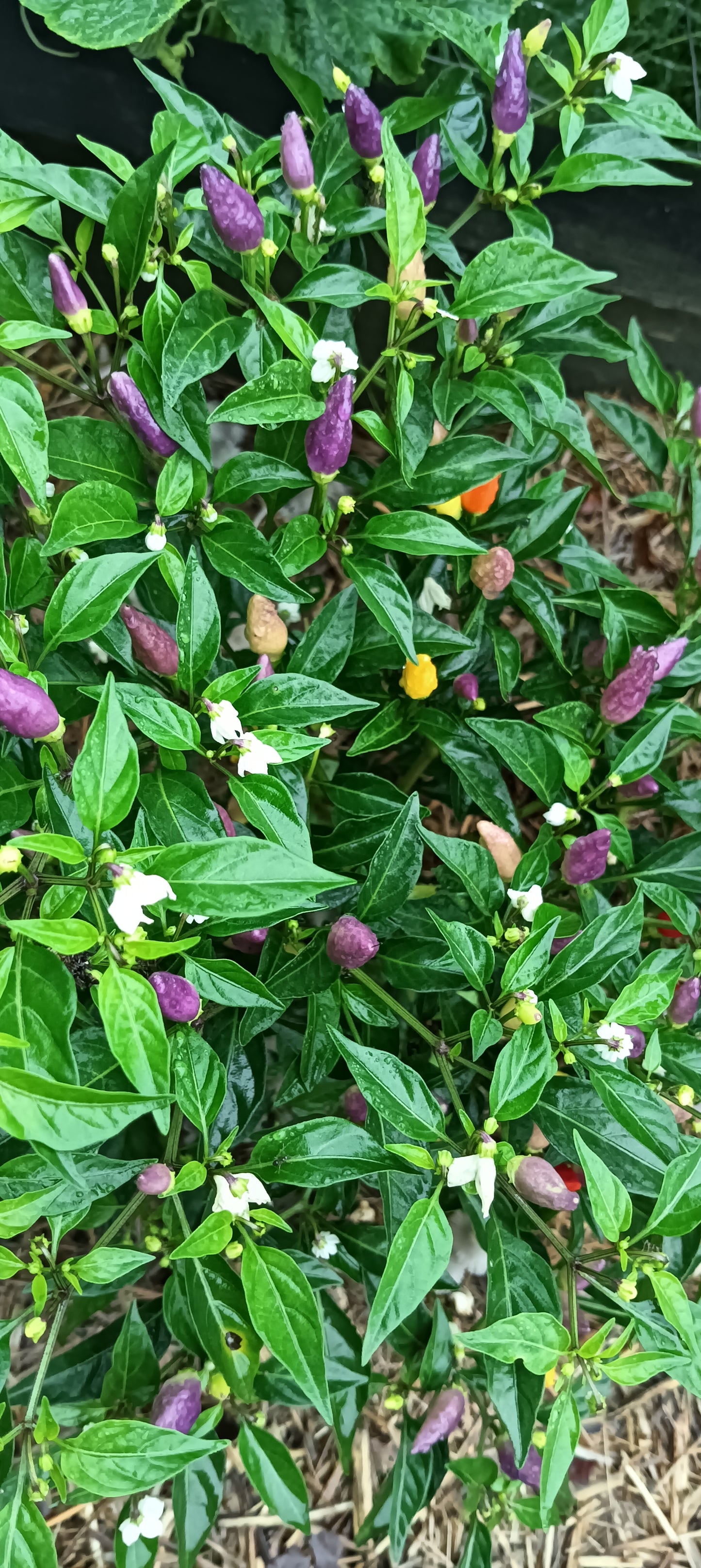 Rainbow Chilli Seeds