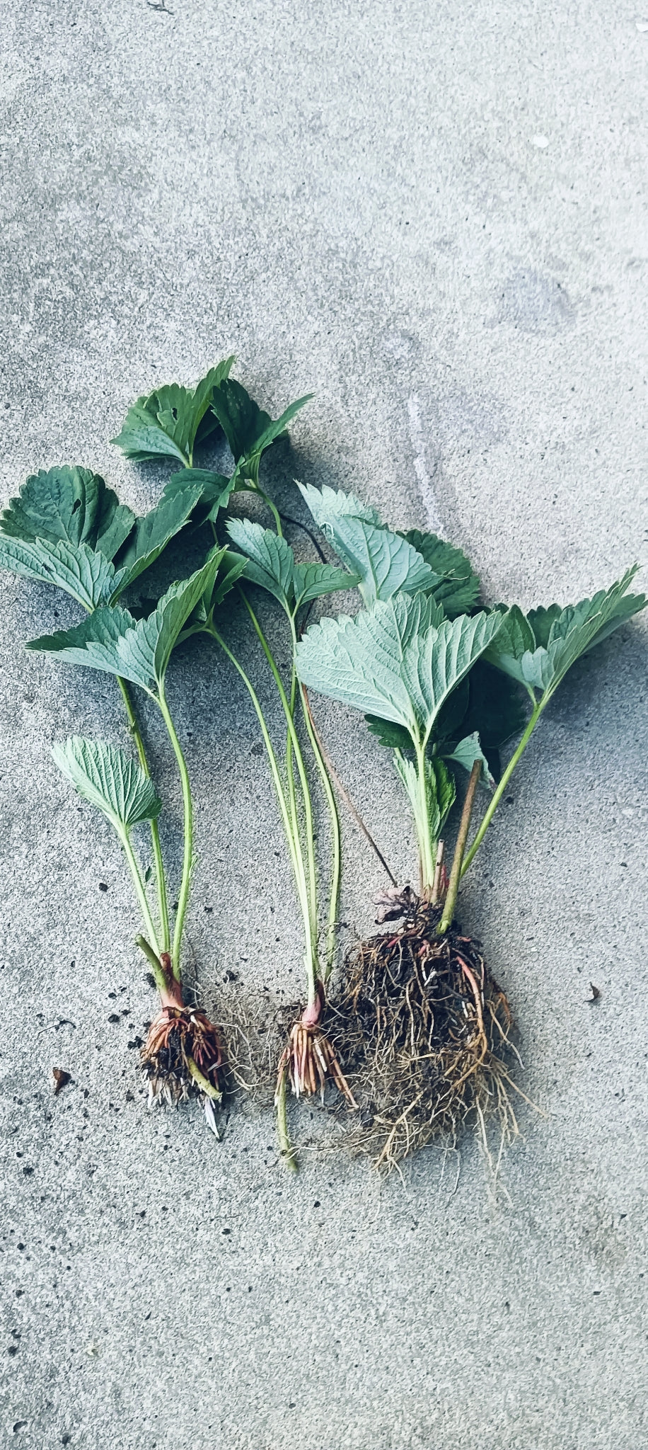 Strawberry Plants "Melba" 3 x Bare Rooted