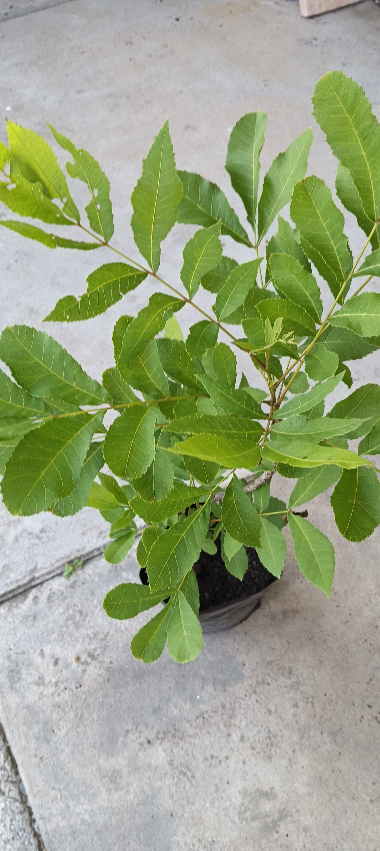 Pecan Tree - Carya Illinoinensis