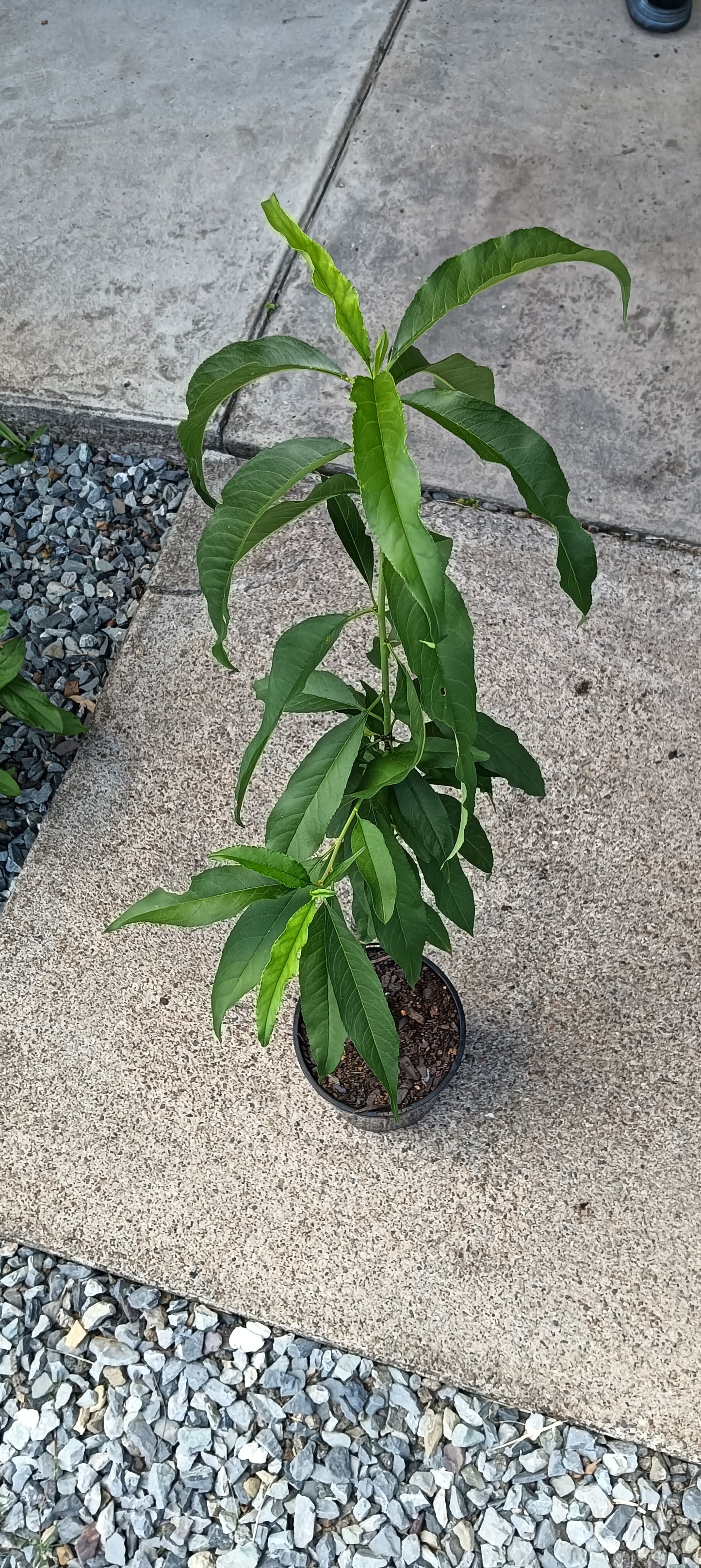 Peach - Tropic Beauty