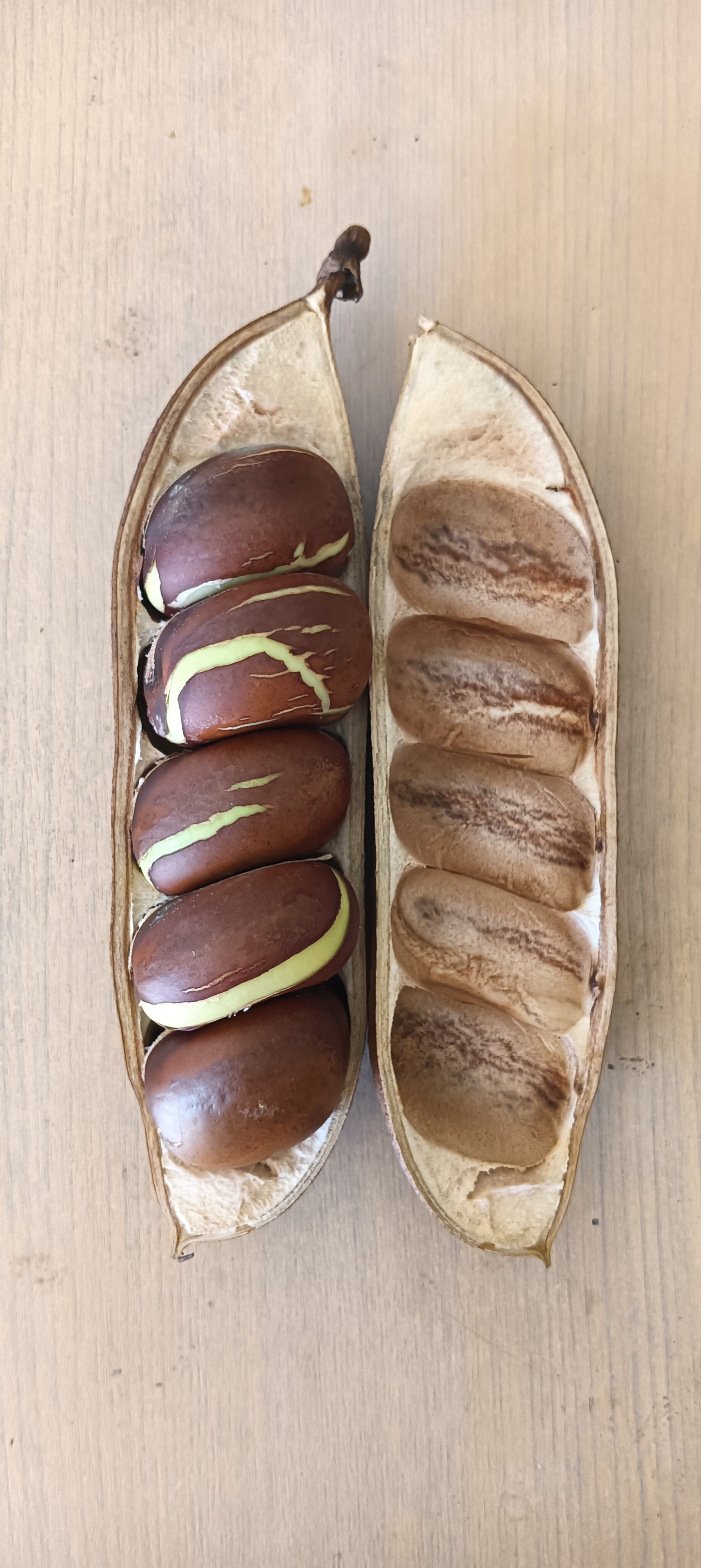 Black Bean Plant - Castanospermum australe