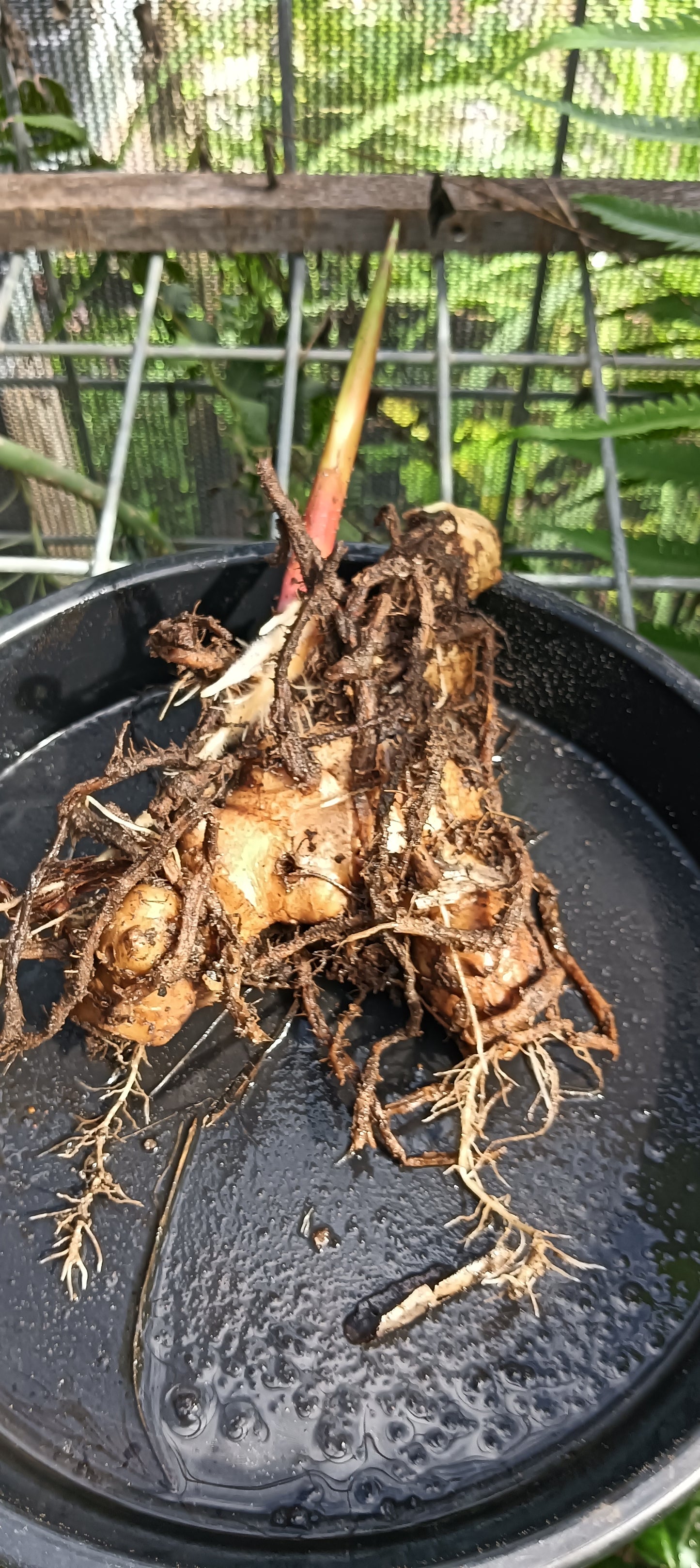 Beehive Ginger - Borneo Red X 3 Rhizomes