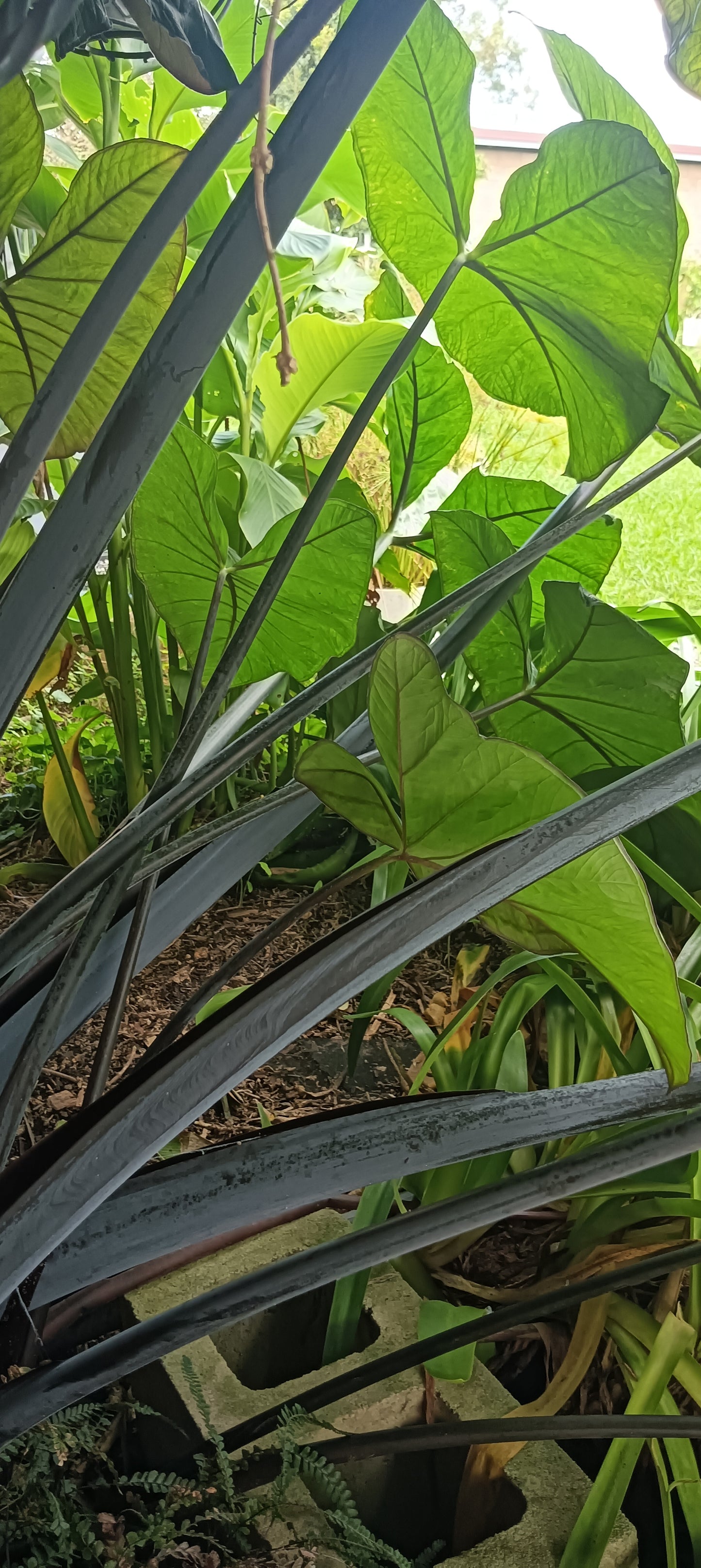 Asian Taro (Colocasia esculenta) Elephant Ear Pond Plant