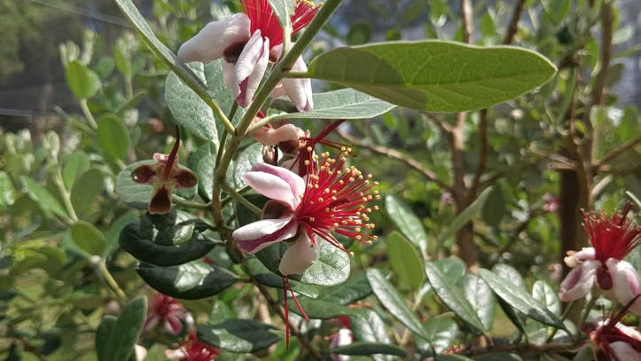 Feijoa "Pineapple Guava"