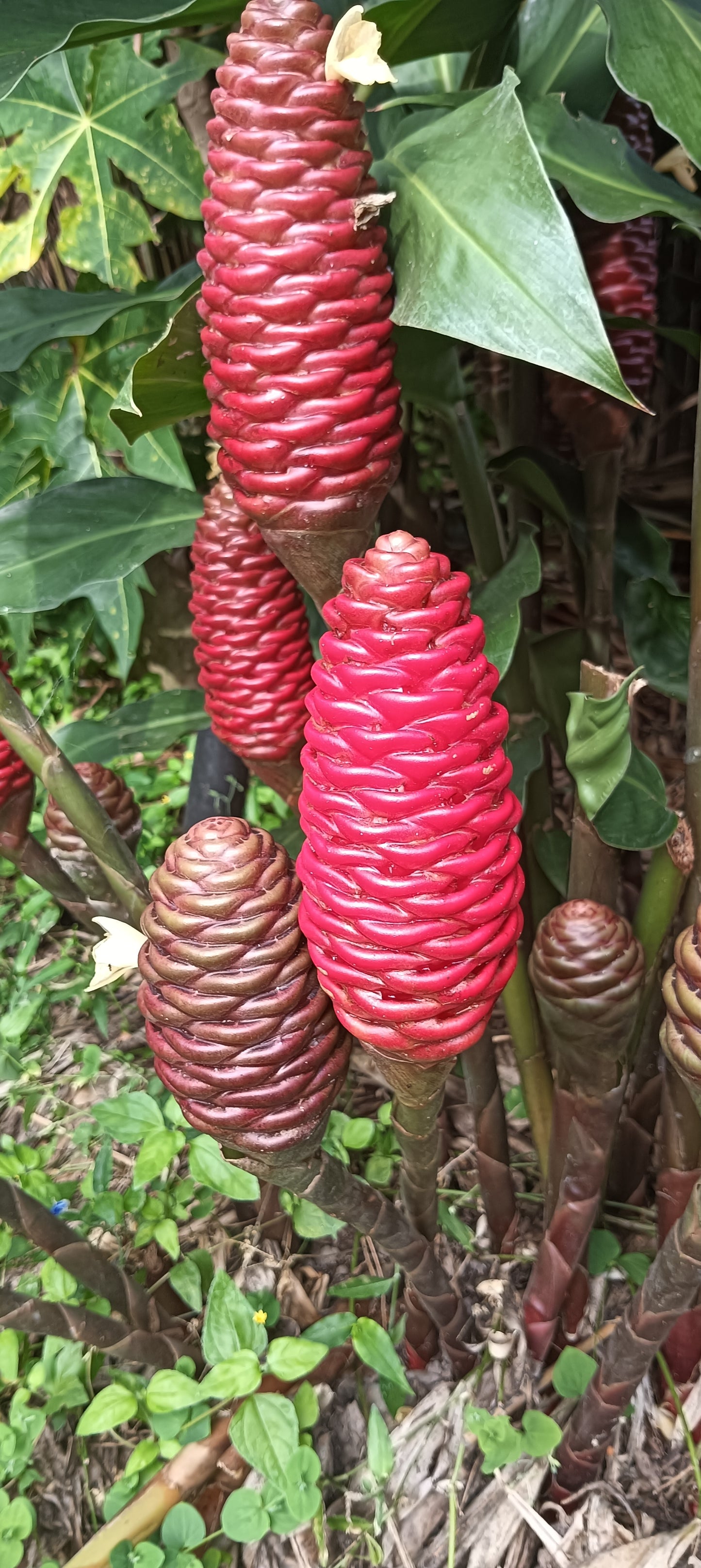 Beehive Ginger - Borneo Red X 3 Rhizomes