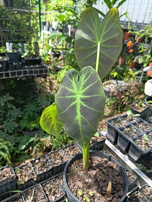 Imperial Taro