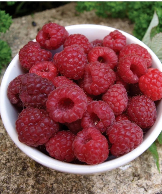 Raspberry Williamette