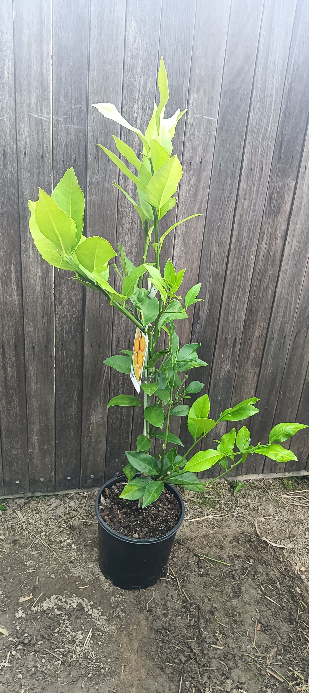 Meyer Lemon Tree