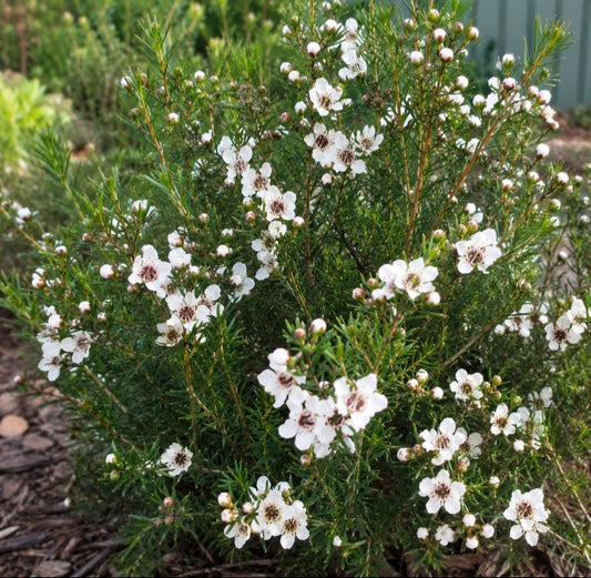 Jelly Bush "Leptospermum polygafolium"