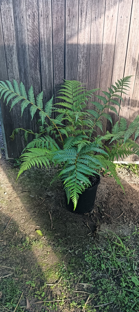 Australian Tree Fern " Cyathea cooperi