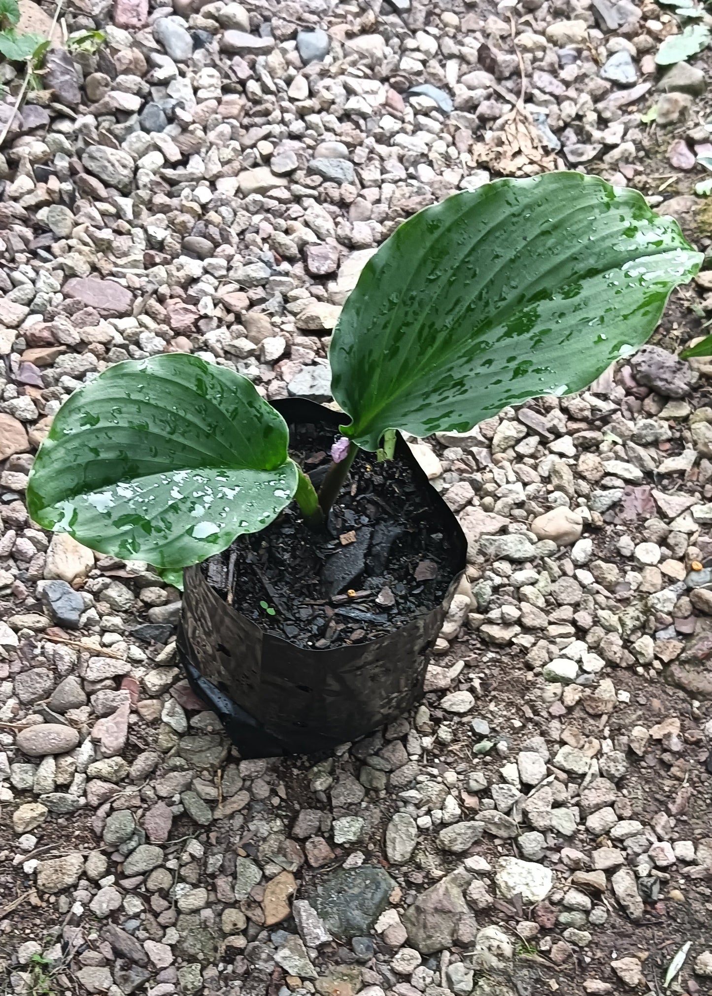 Peacock Ginger