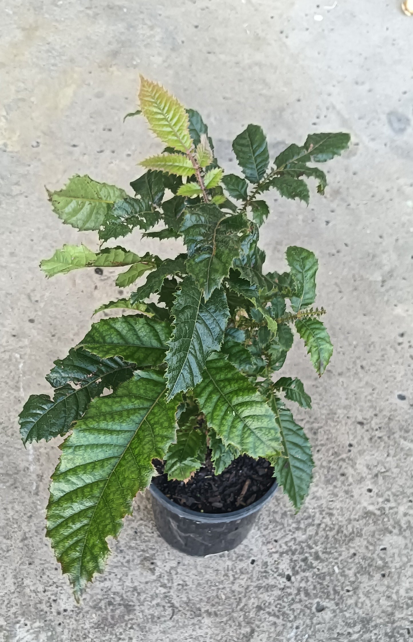 Davidson Plum