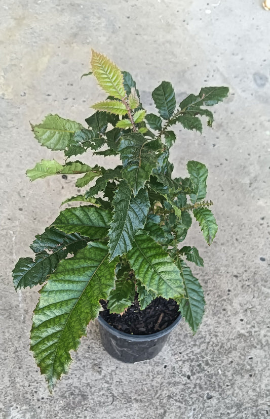 Davidson Plum